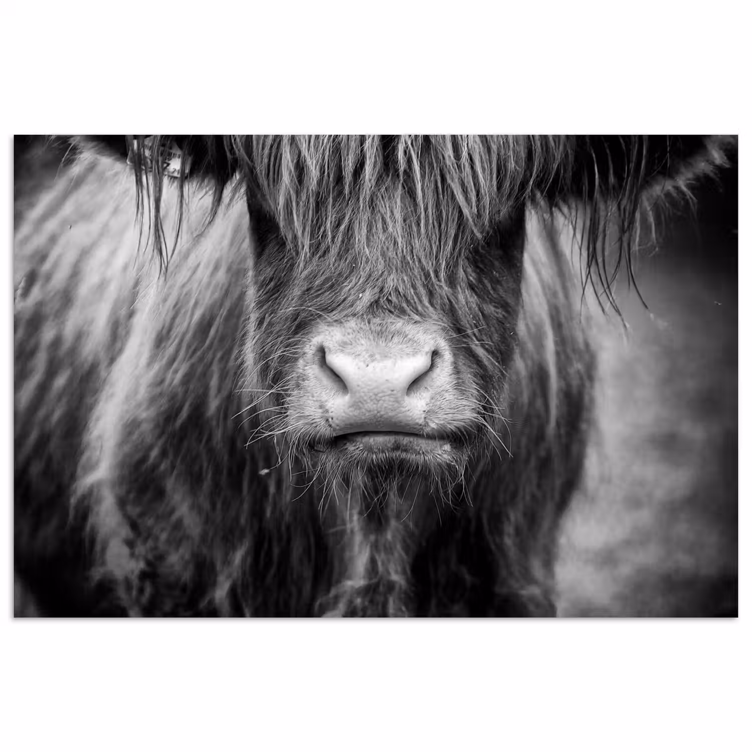 Schotse hooglander - Koe - Zwart - Wit - Dieren poster papier klein -3d