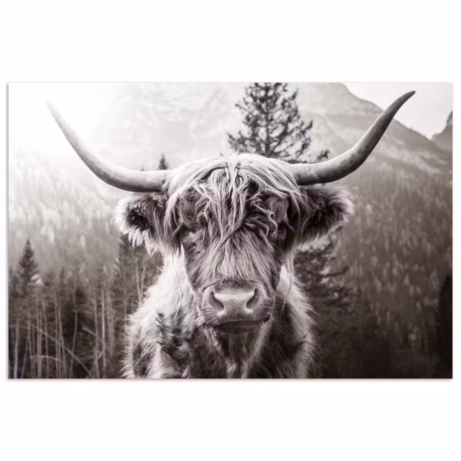 Schotse hooglander - Koe - Dieren - Zwart - Wit poster papier klein -3d