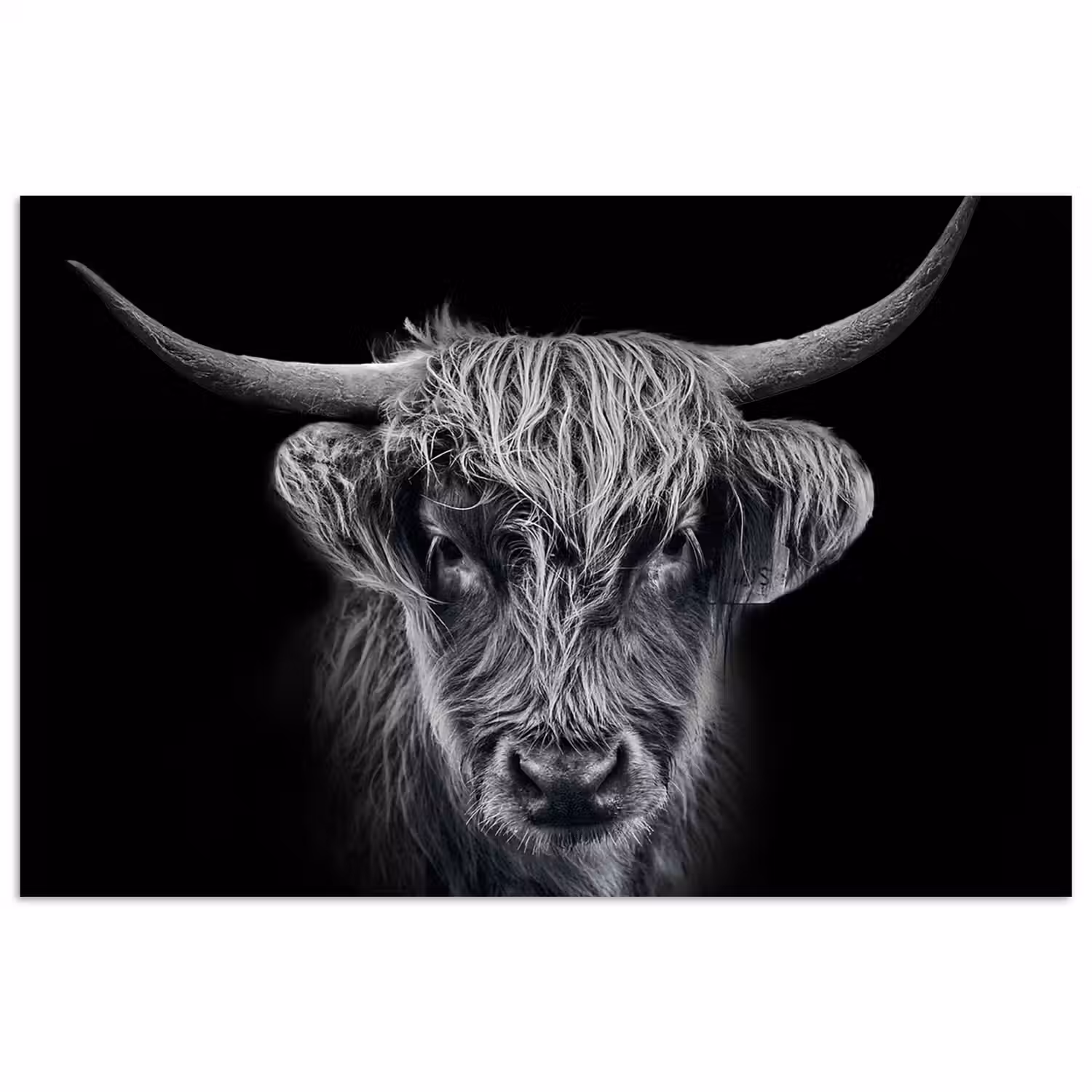 Schotse hooglander - Zwart - Koe - Dieren poster papier klein -3d