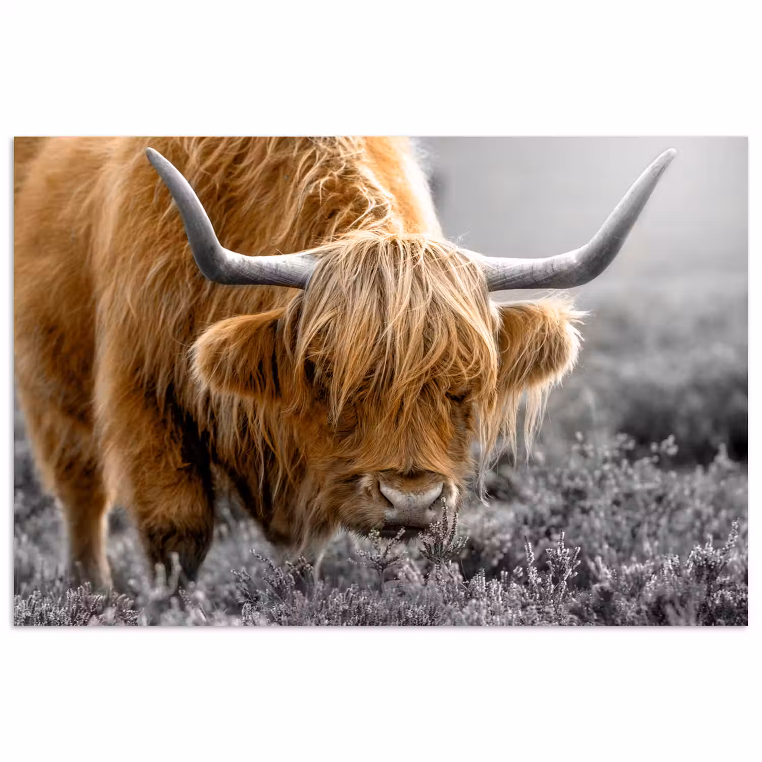 Schotse Hooglander - Dieren - Bruin - Koe - Zwart - Wit - Natuur poster papier klein -3d