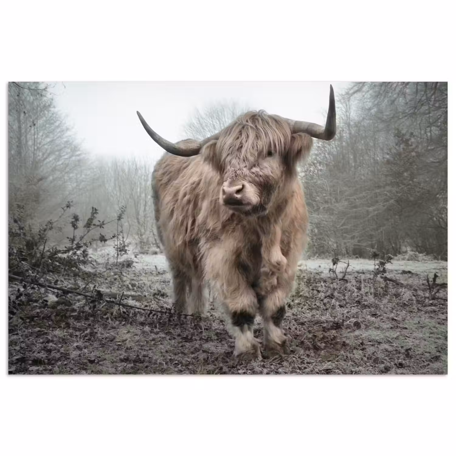 Schotse Hooglander - Bos - Mist - Koe - Dieren - Natuur poster papier klein -3d