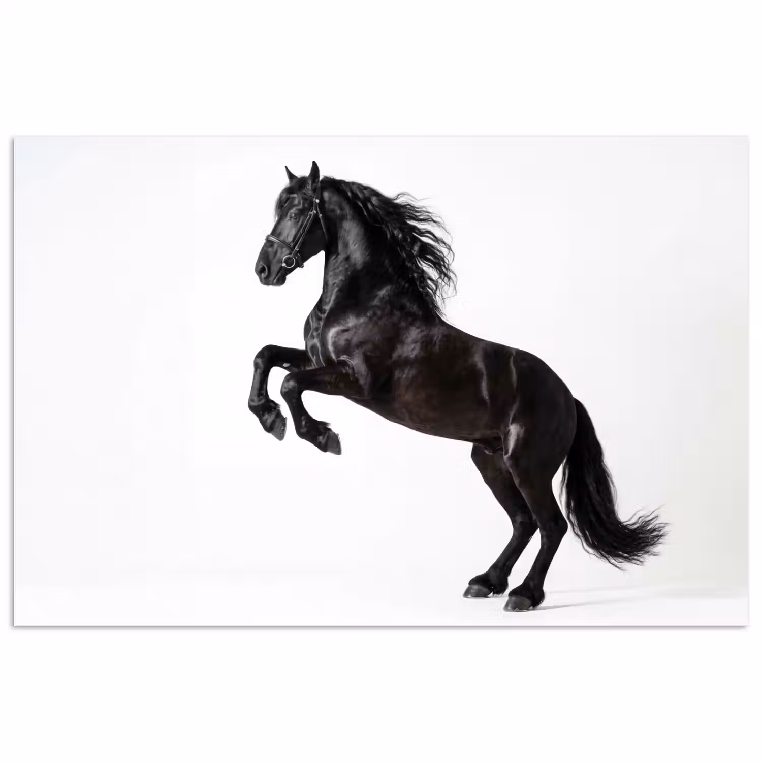 Zwart - Paard - Portret poster papier klein -3d