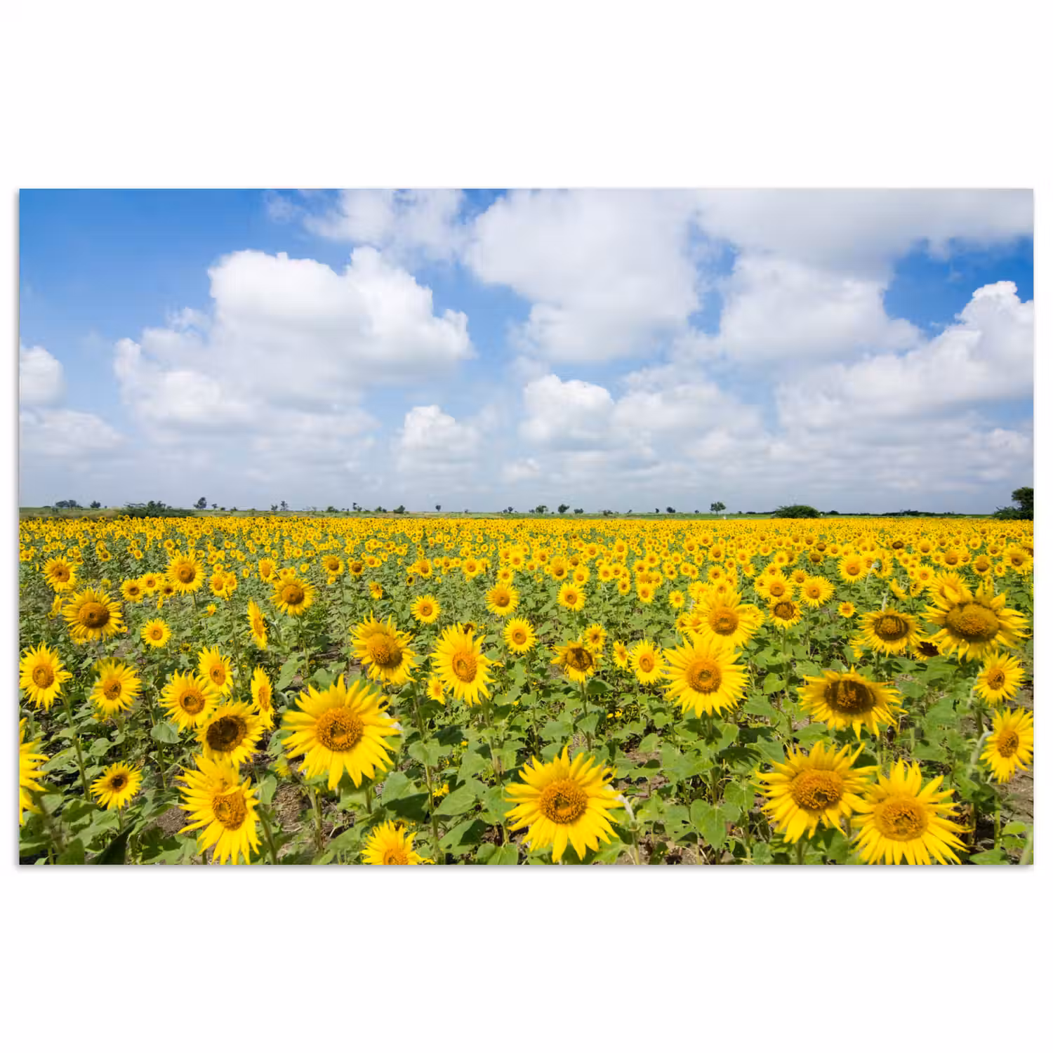 Zonnebloemen - Bloemen - Wolken - Natuur - Geel - Landschap poster papier klein -3d