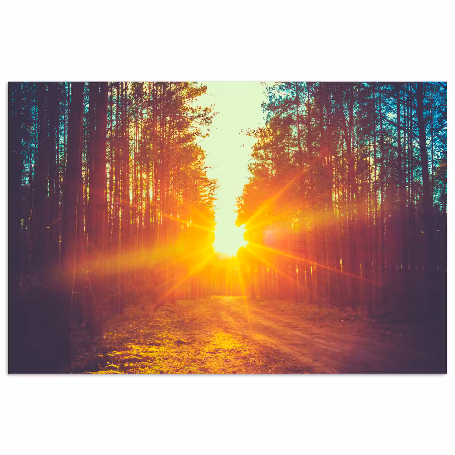 Zonsondergang - Bomen - Bos - Natuur poster papier klein -3d