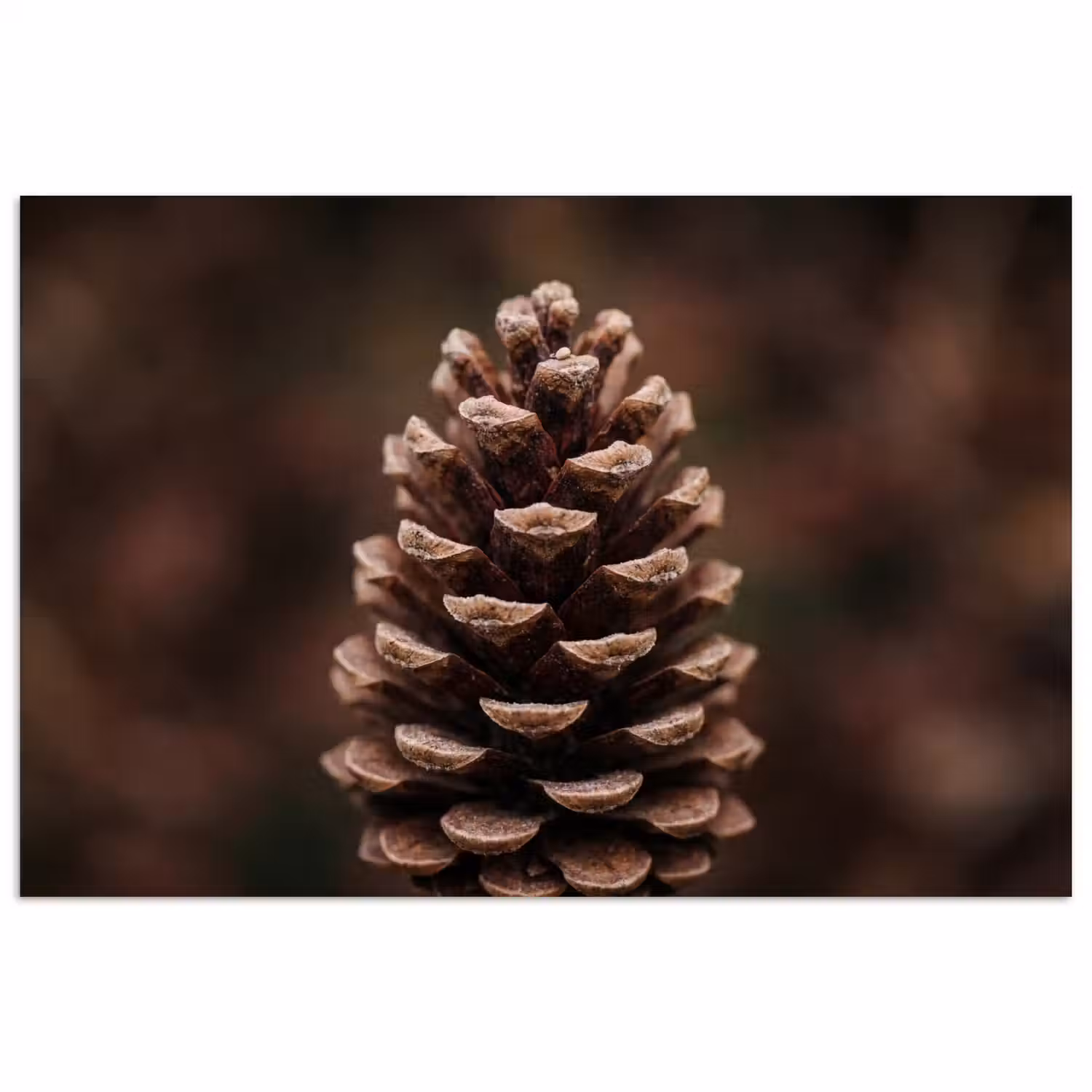 Dennenappel - Bos - Herfst - Bruin - Sfeervol poster papier klein -3d
