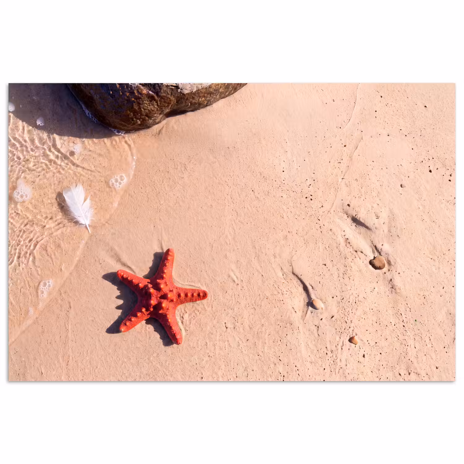 Dieren - Strand - Zee - Natuur - Rood poster papier klein -3d