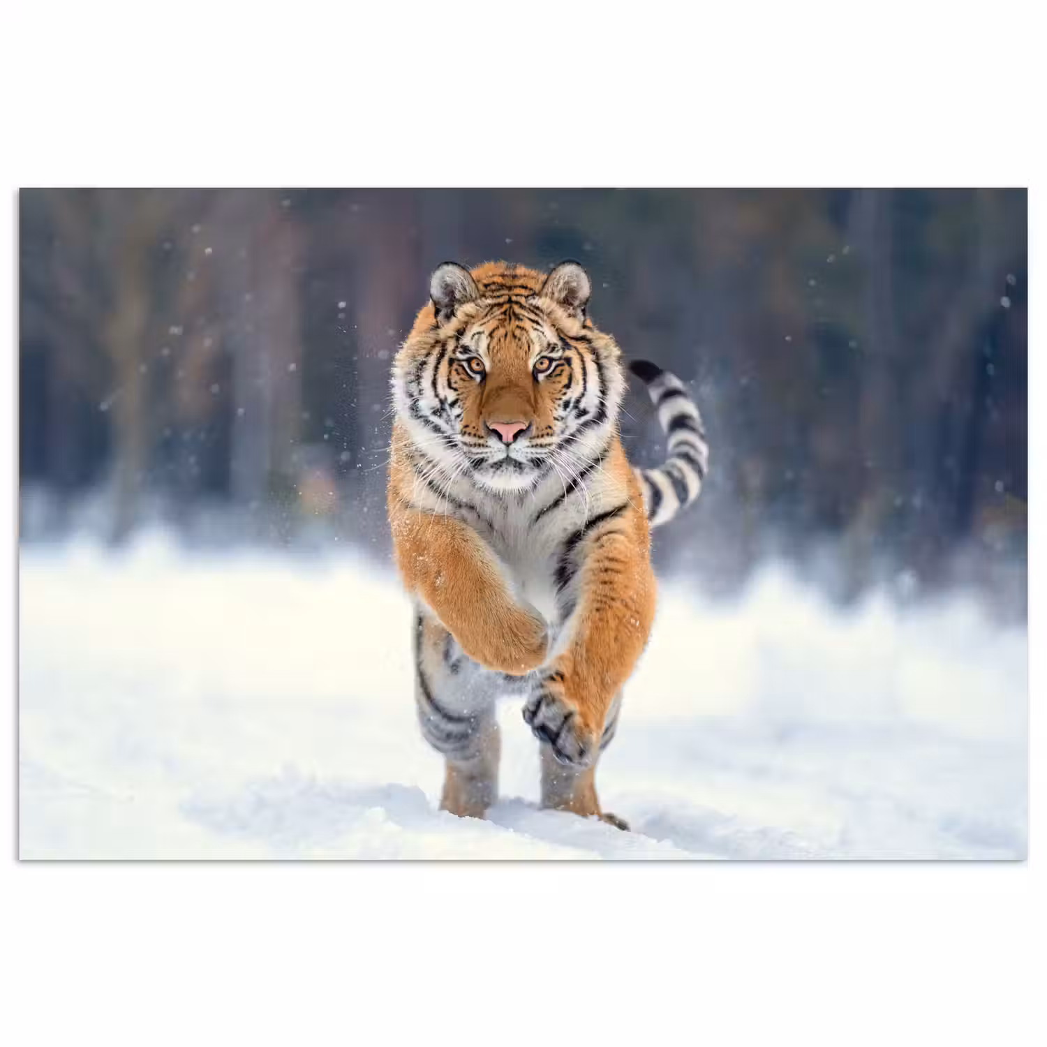 Tijger - Landschap - Sneeuw - Winter - Dieren poster papier klein -3d