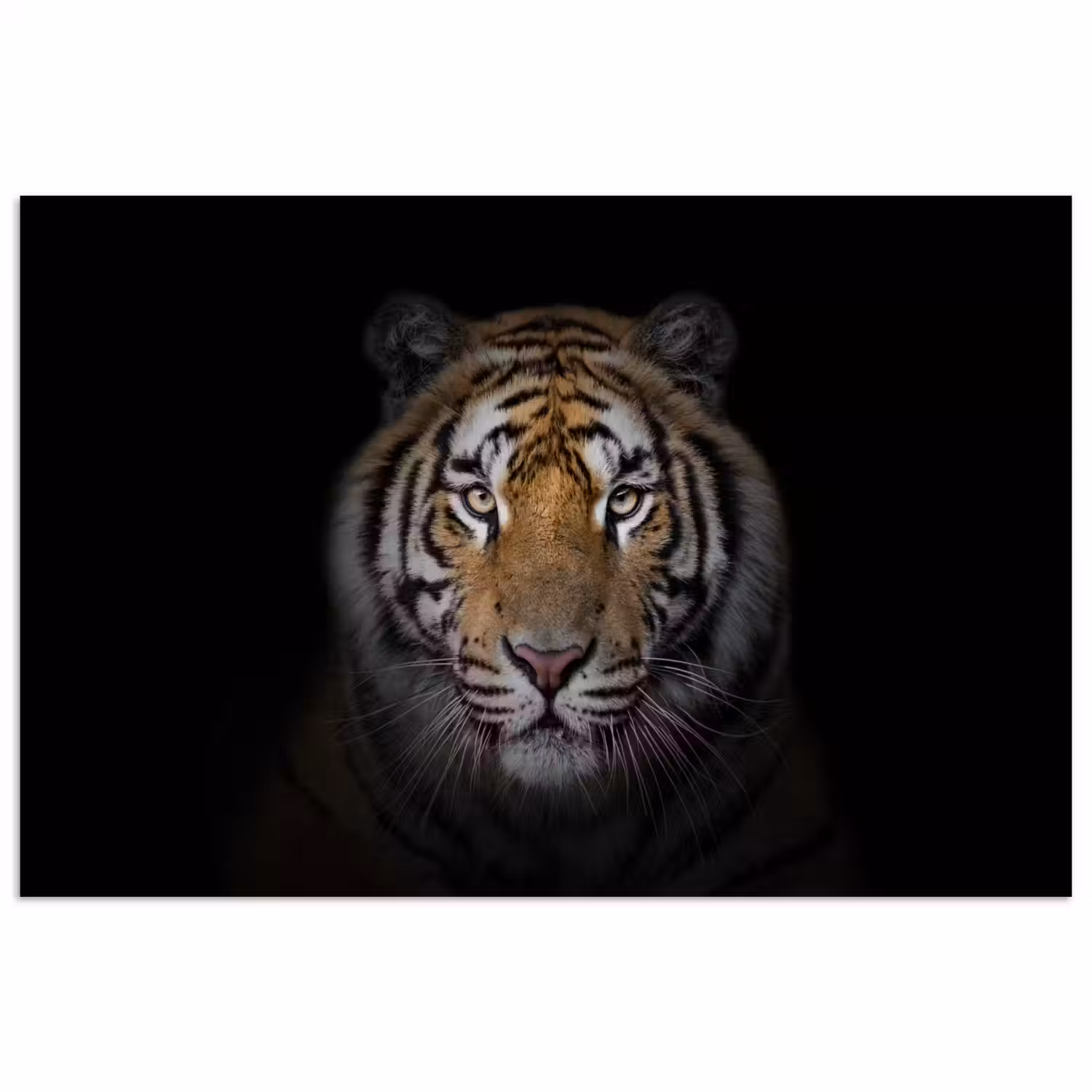 Tijger - Wilde dieren - Portret - Zwart - Dieren poster papier klein -3d