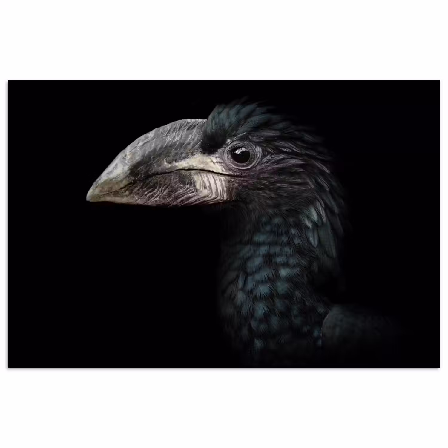 Vogel - Portret - Neushoornvogel - Zwart - Dieren poster papier klein -3d