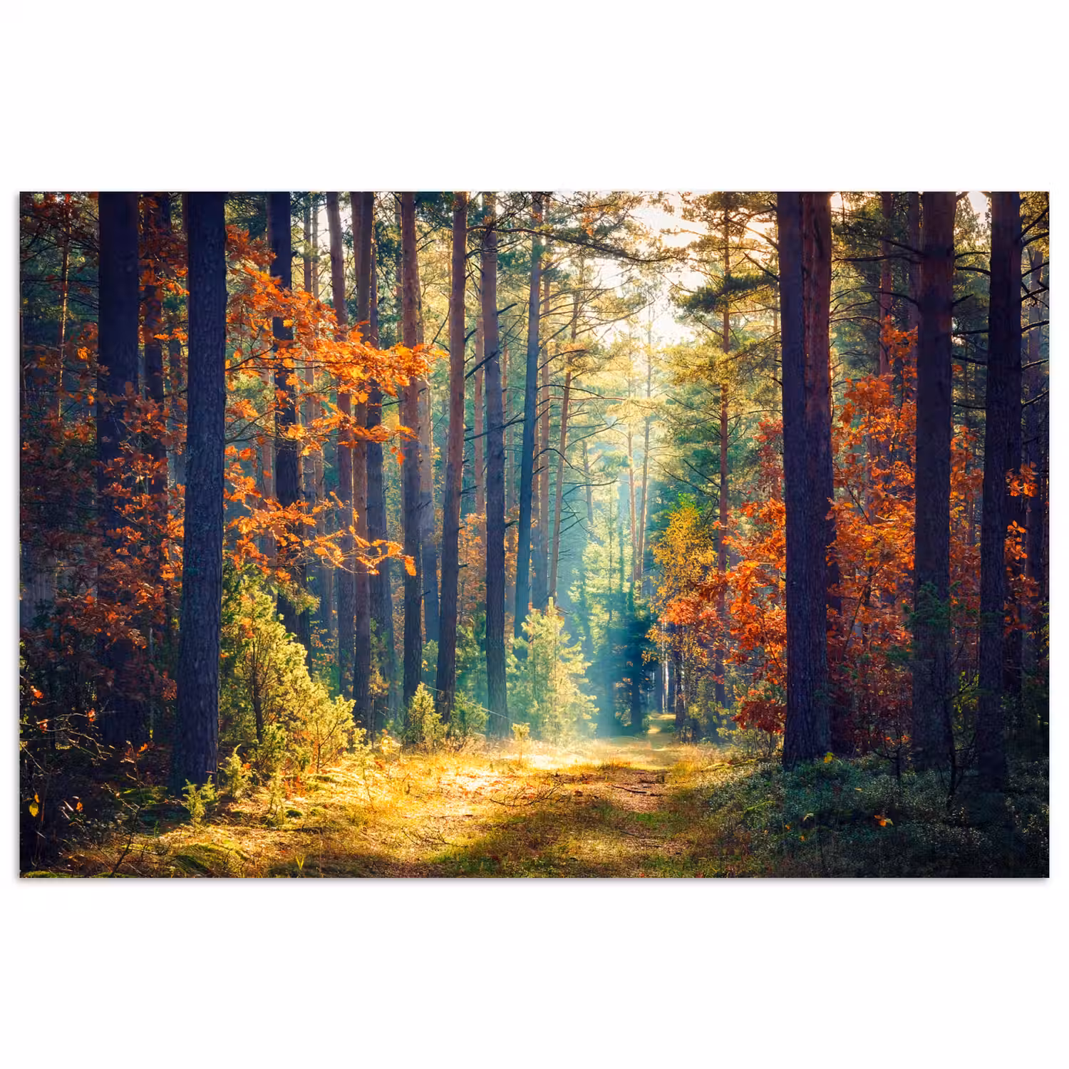Bos - Zon - Natuur - Herfst poster papier klein -3d