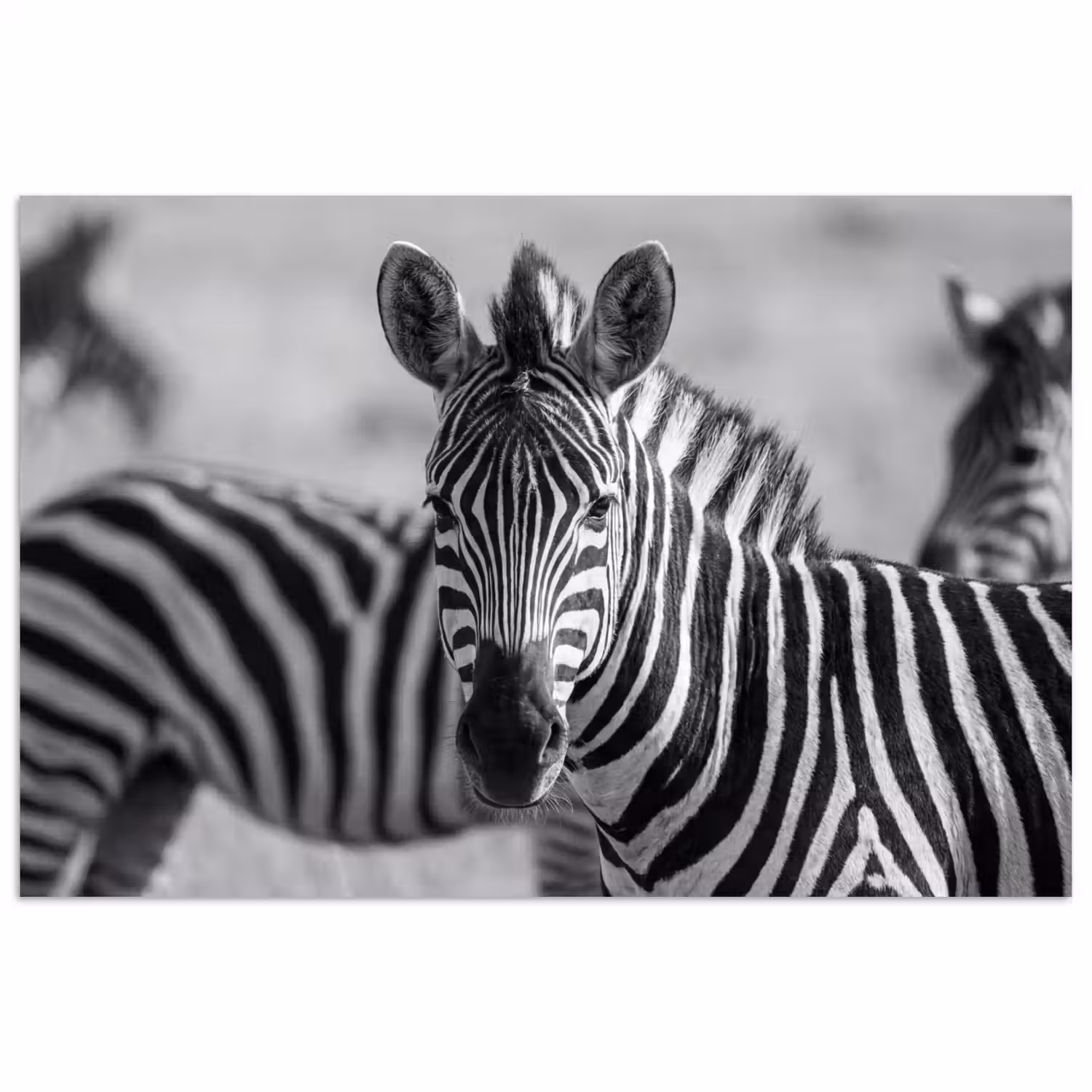 Zebra's - Zwart - Wit poster papier klein -3d