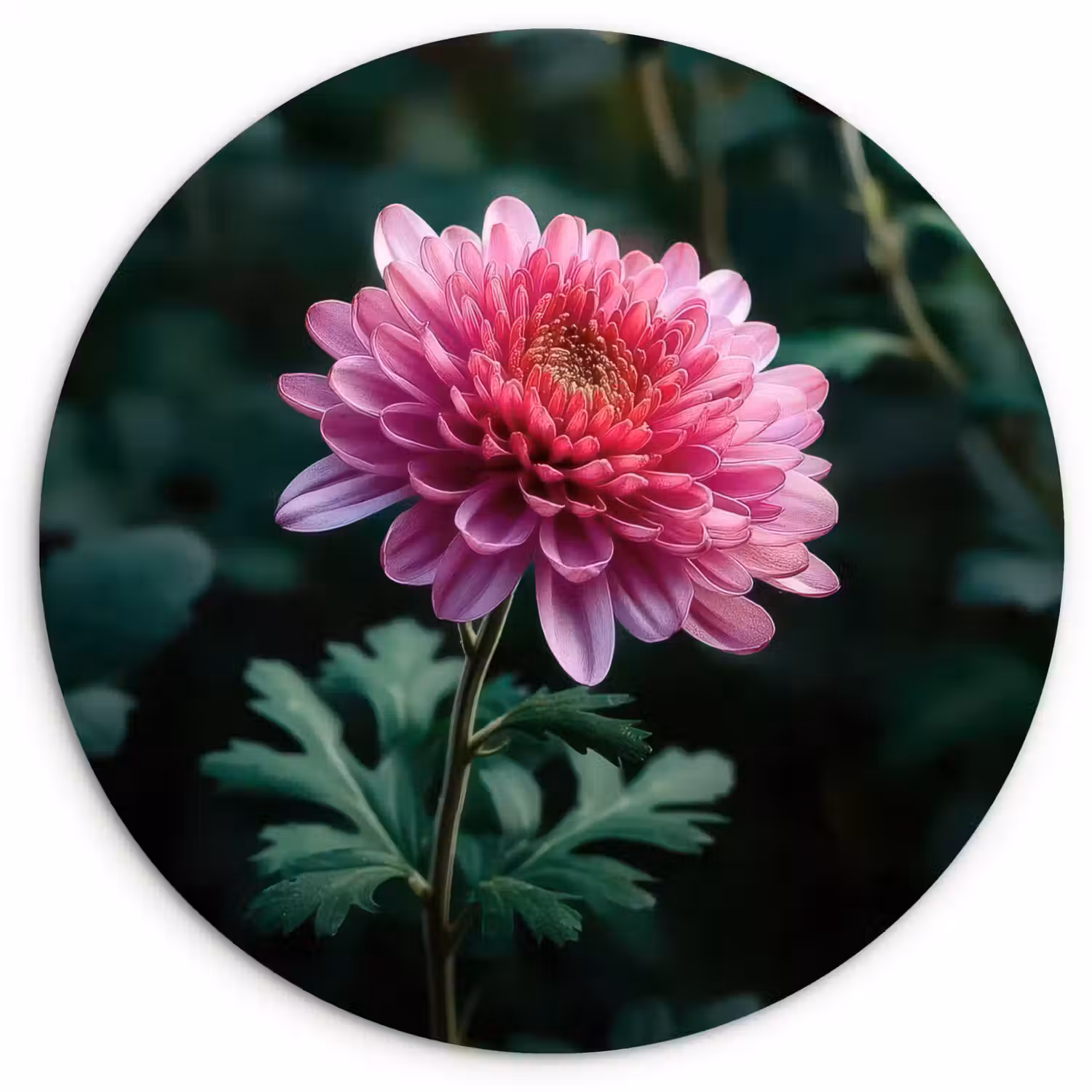 Blad - Chrysant - Roze - Schaduw Wandcirkel kunststof plaat 5mm dik klein -3d