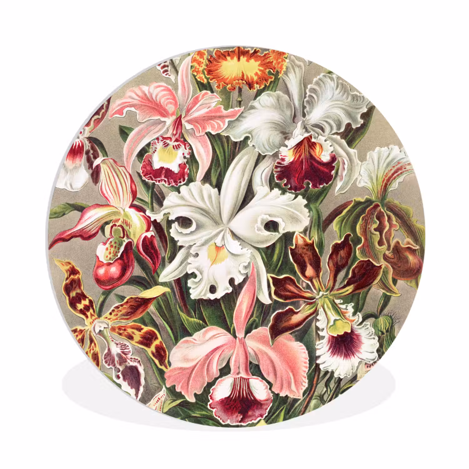 Bloemen - Ernst haeckel - Tuinposter - Vintage - Schuttingposter Wandcirkel kunststof plaat 5mm dik klein -3d