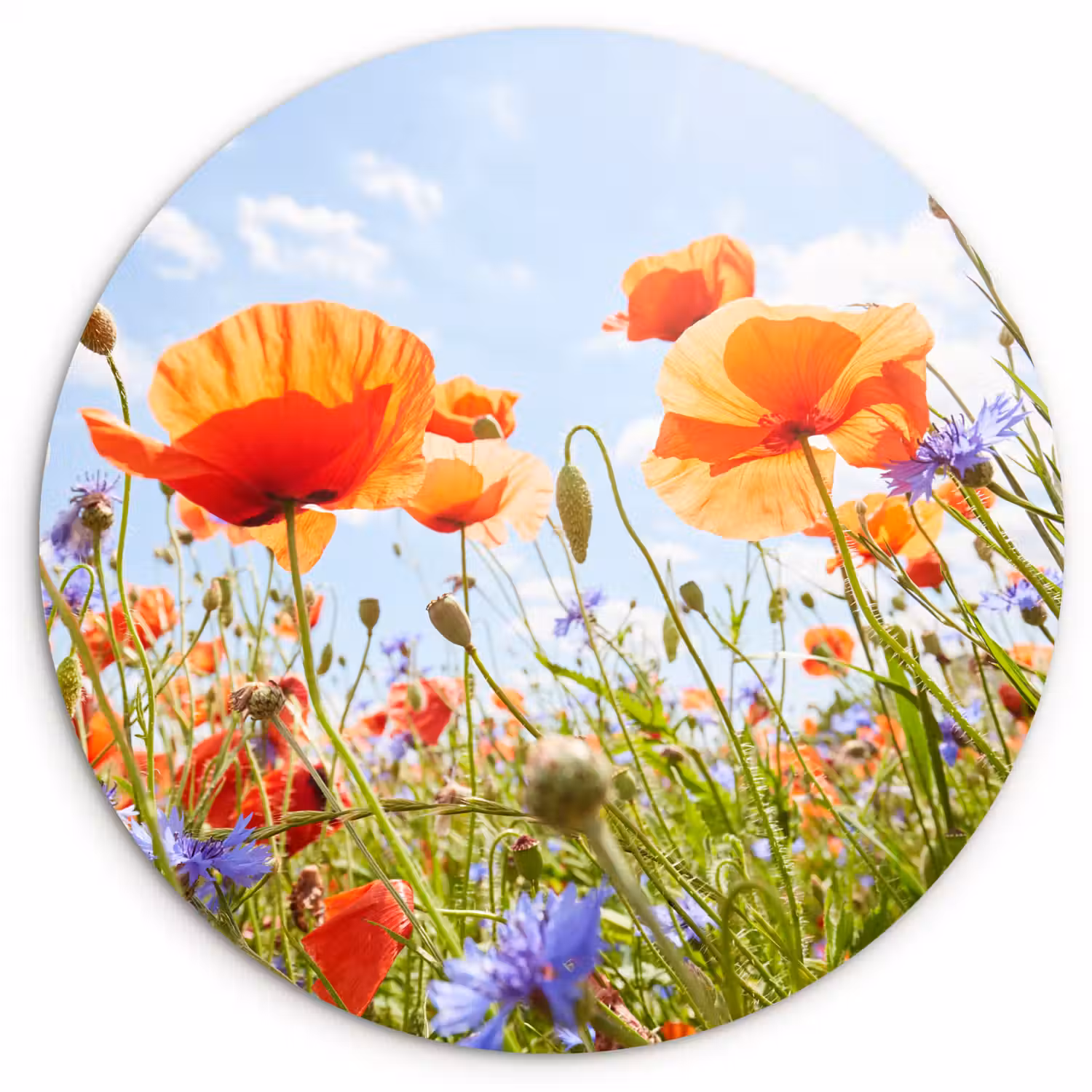 Bloemen - Klaproos - Lente - Natuur - Rood - Blauw Wandcirkel kunststof plaat 5mm dik klein -3d