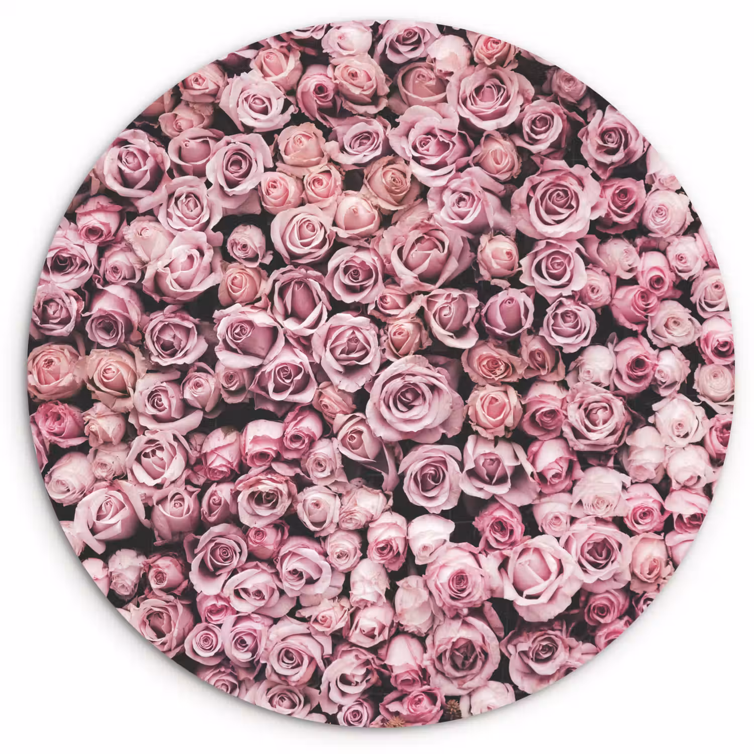 Bloemen - Rozen - Natuur - Roze - Botanisch Wandcirkel kunststof plaat 5mm dik klein -3d