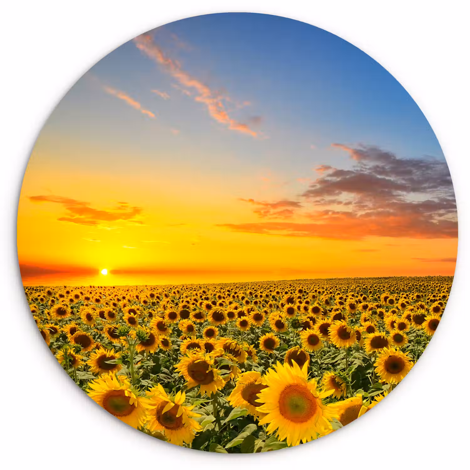 Bloemen - Zonnebloem - Zonsondergang - Nacht - Oranje Wandcirkel kunststof plaat 5mm dik klein -3d