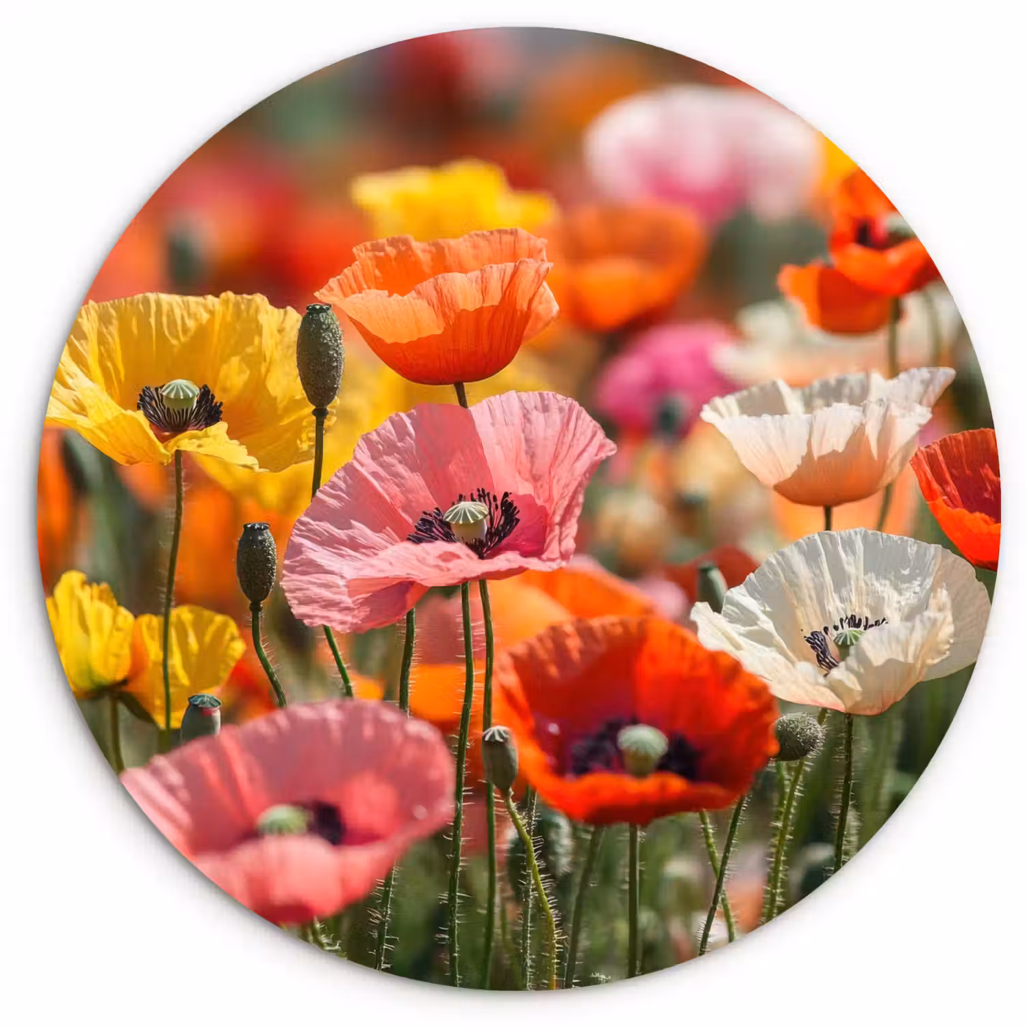 Bloemenveld - Klaprozen - Kleurrijk Wandcirkel kunststof plaat 5mm dik klein -3d