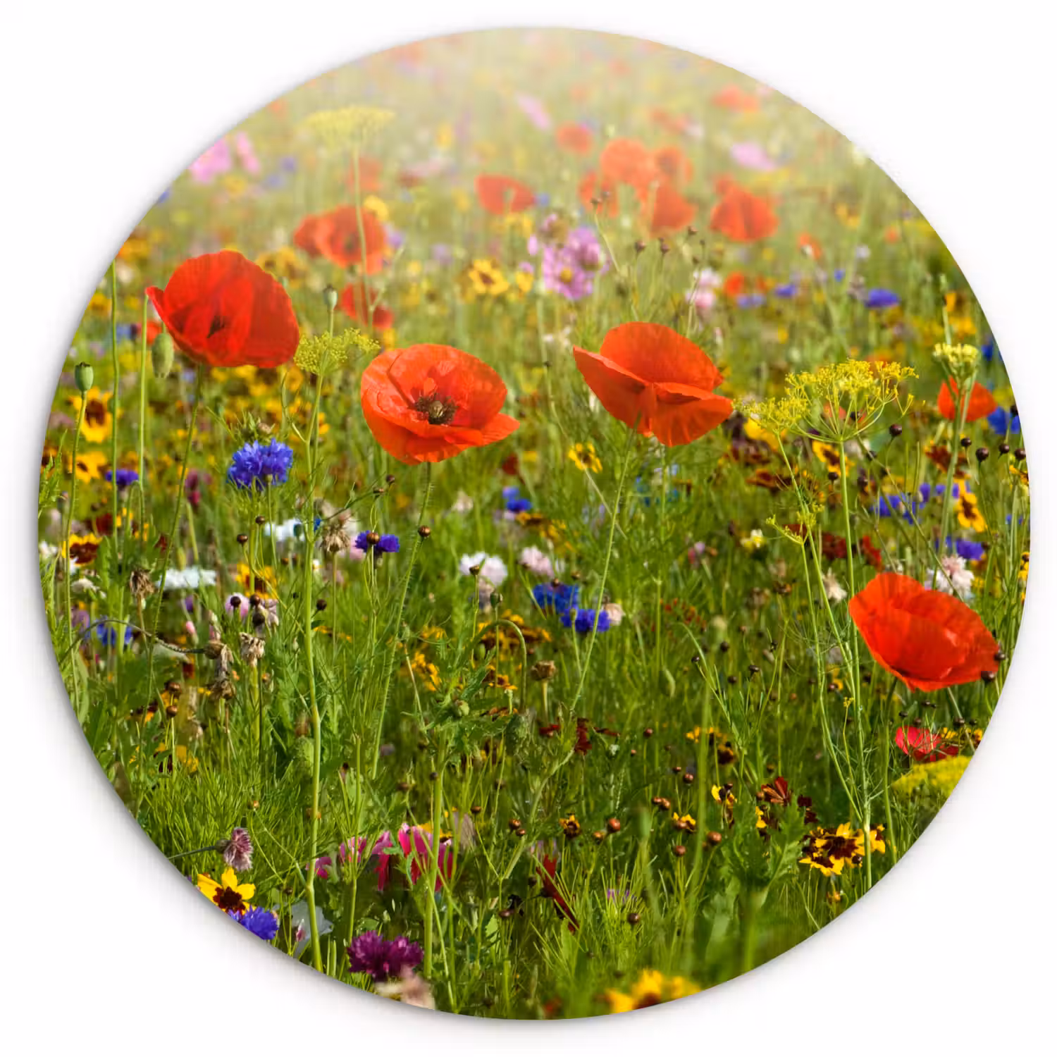 Lente - Bloemen - Rood - Klaproos - Gras - Groen Wandcirkel kunststof plaat 5mm dik klein -3d