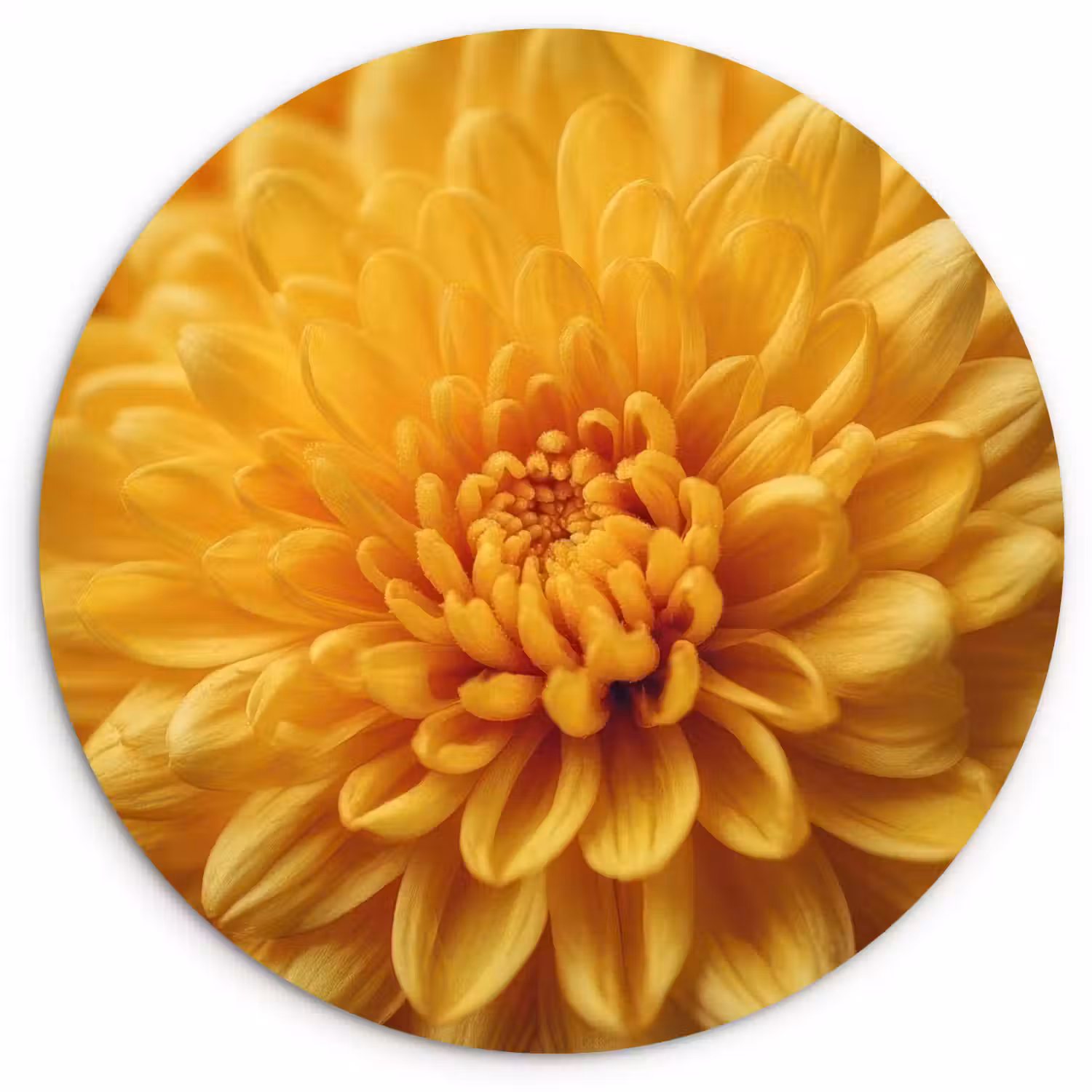 Geel - Chrysant - Zachtheid Wandcirkel kunststof plaat 5mm dik klein -3d