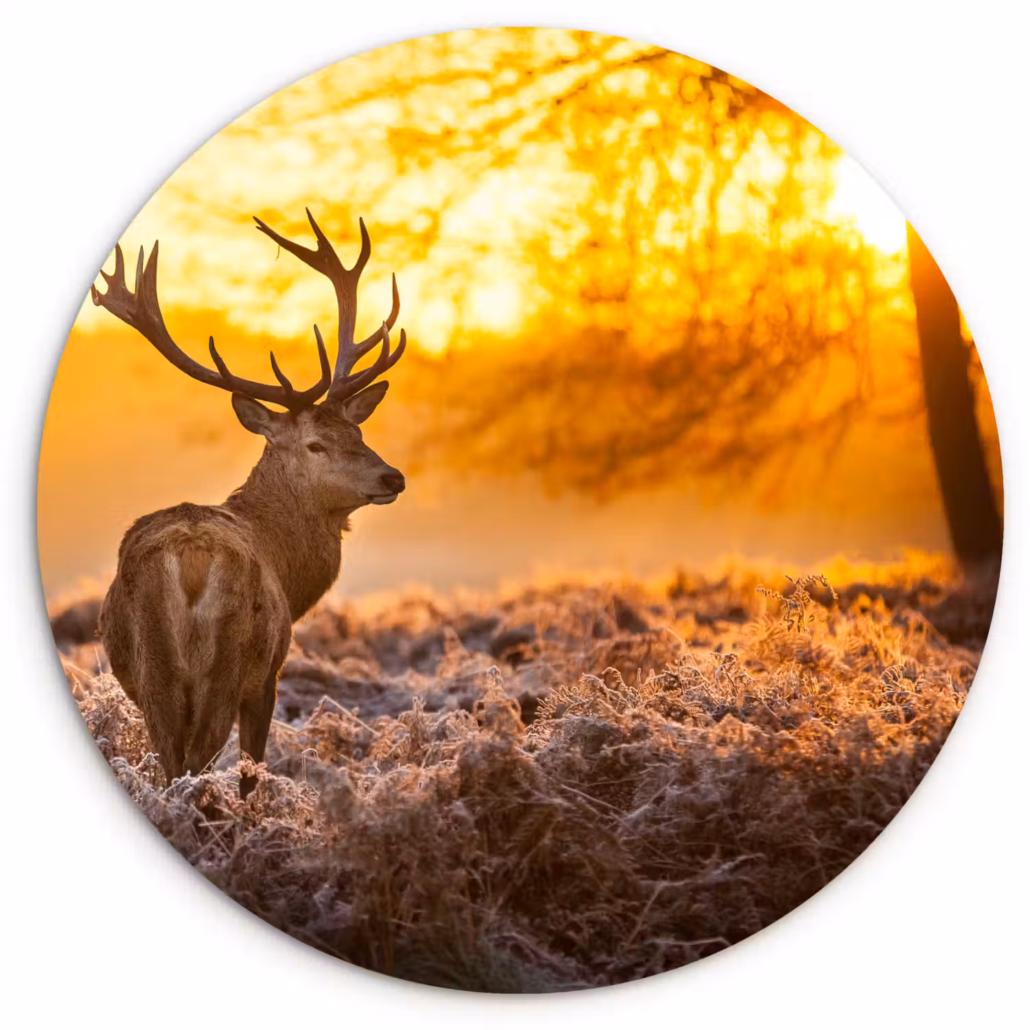 Hert - Dieren - Zonsondergang - Winter - Heide - Natuur Wandcirkel kunststof plaat 5mm dik klein -3d