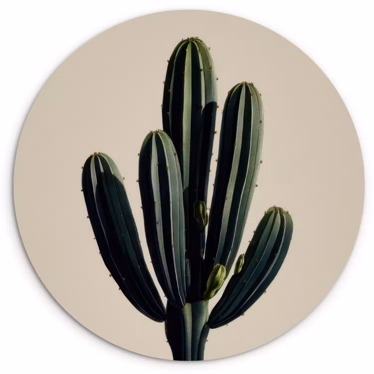Cactus - Subtiel - Groen Wandcirkel kunststof plaat 5mm dik klein -3d