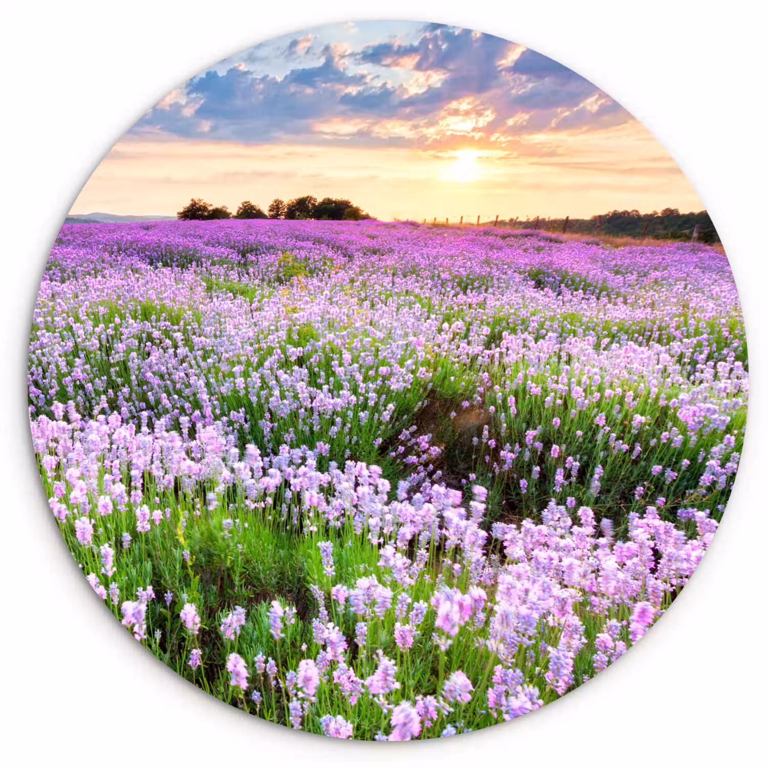 Lavendel - Bloemen - Zonsondergang - Paars - Weide Wandcirkel kunststof plaat 5mm dik klein -3d