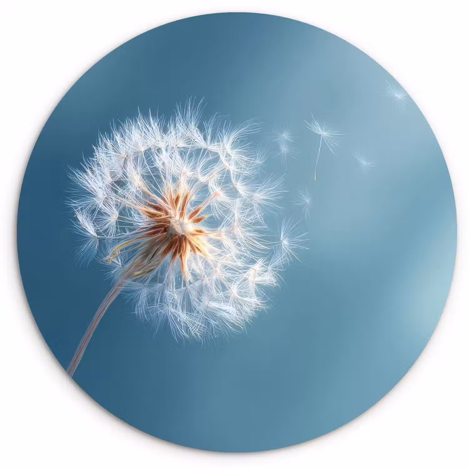 Paardenbloem - Wind - Blauw Wandcirkel kunststof plaat 5mm dik klein -3d
