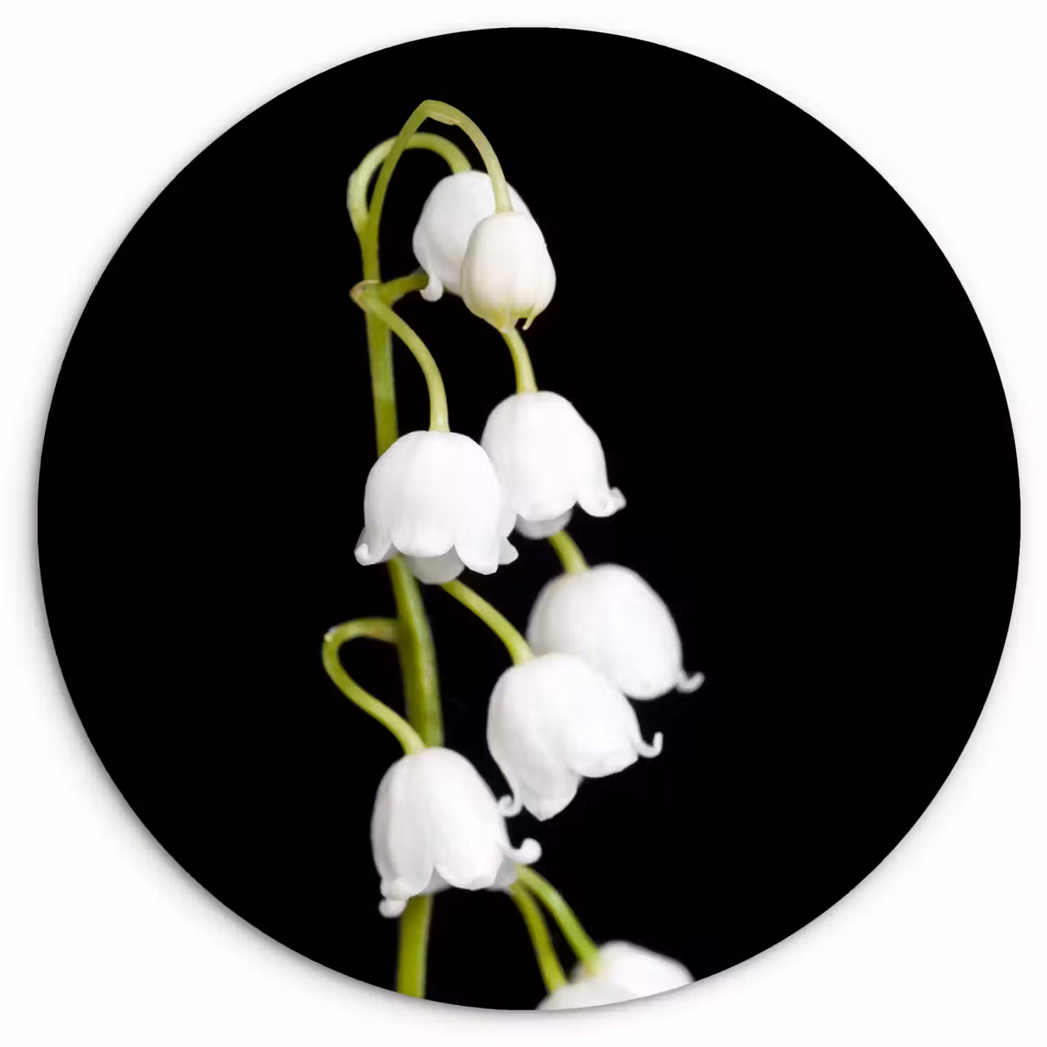 Lelietjes van dalen - Bloemen - Zwart - Flora Wandcirkel kunststof plaat 5mm dik klein -3d