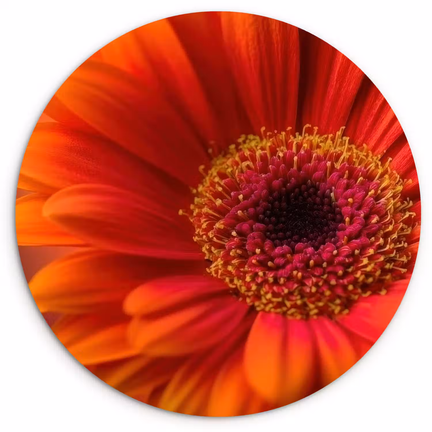 Oranje - Gerbera - Intens Wandcirkel kunststof plaat 5mm dik klein -3d