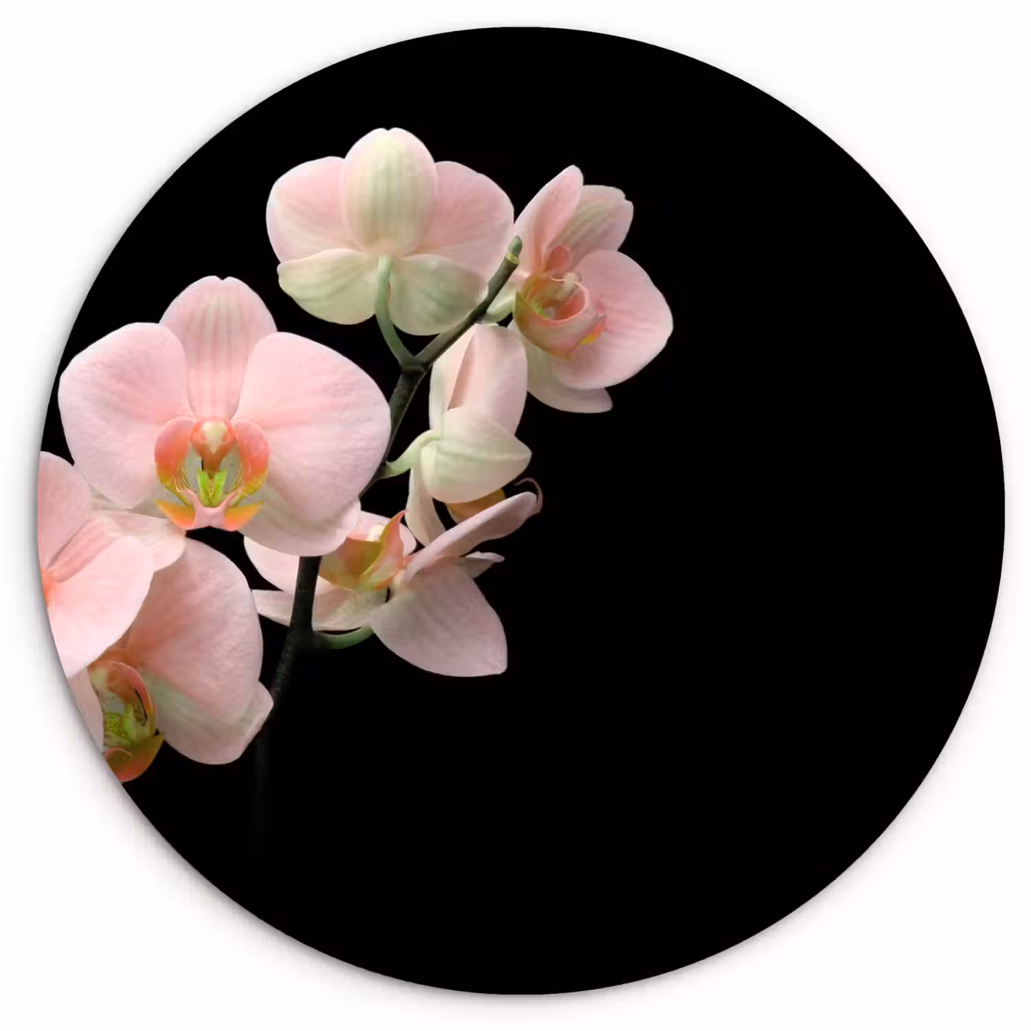 Orchidee - Bloemen - Roze - Stilleven - Flora Wandcirkel kunststof plaat 5mm dik klein -3d