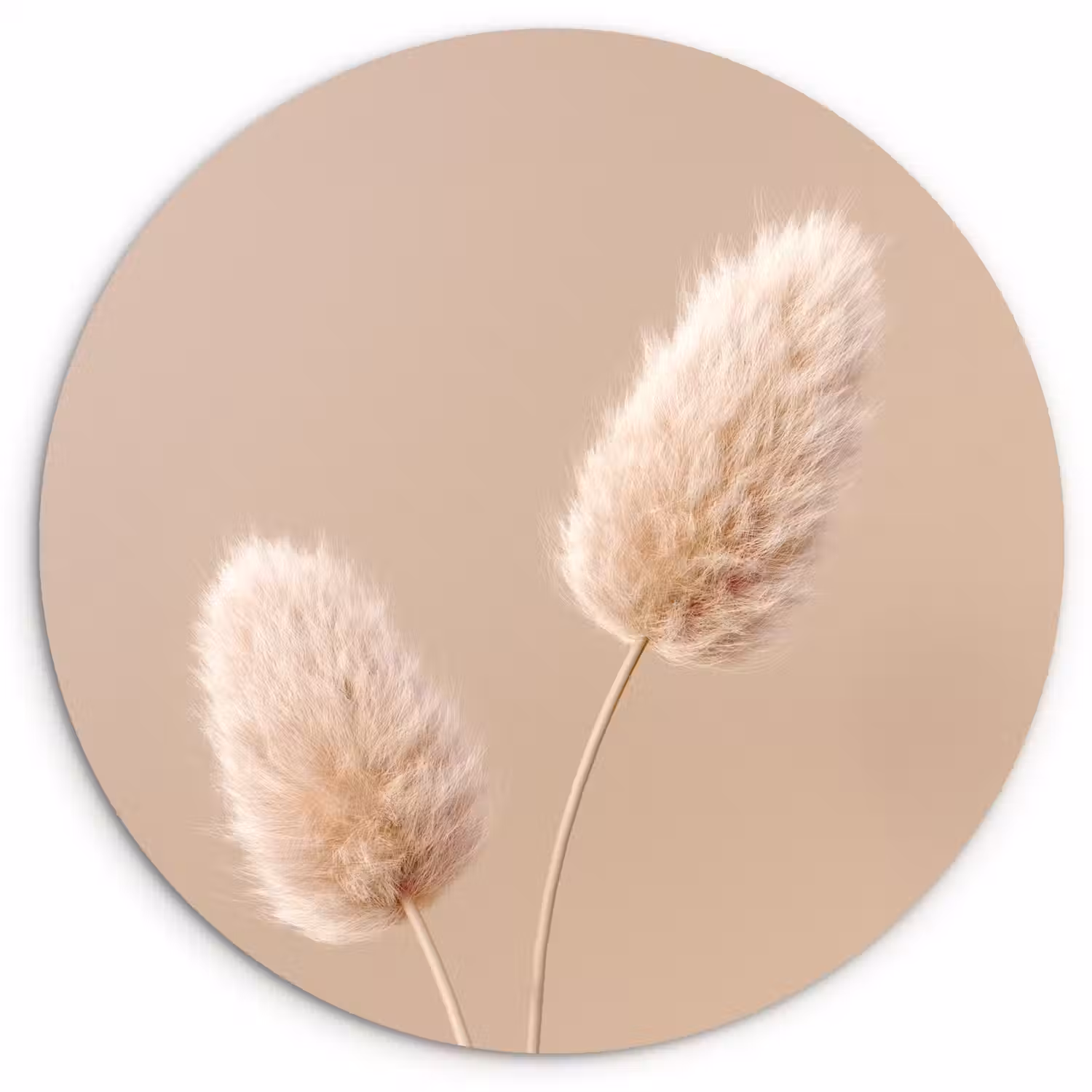 Pampas pluimen - Beige - Planten Wandcirkel kunststof plaat 5mm dik klein -3d