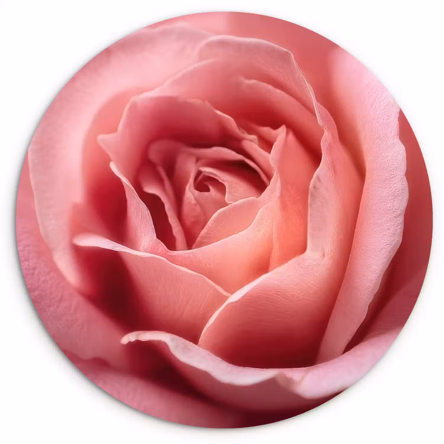 Roze - Roos - Romantisch Wandcirkel kunststof plaat 5mm dik klein -3d