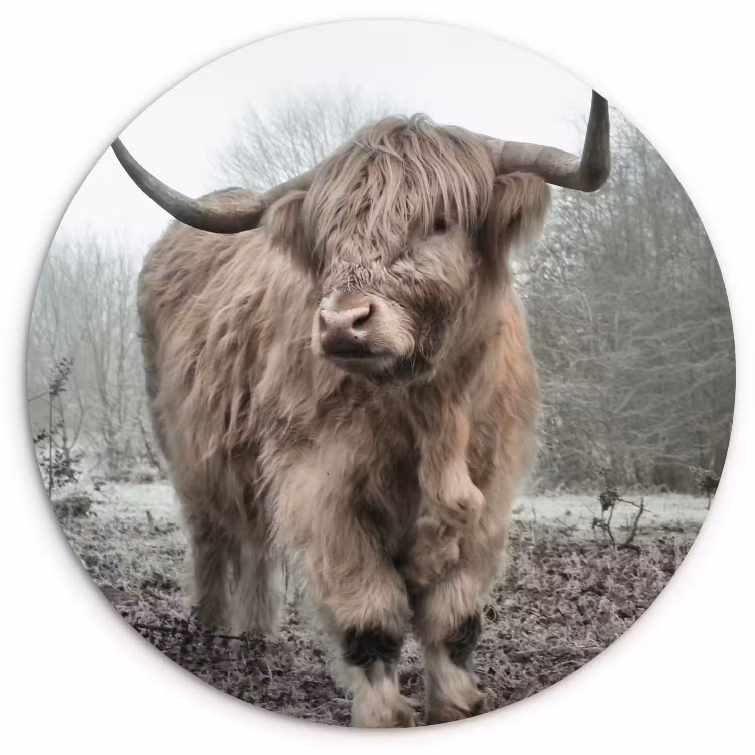 Schotse hooglander - Natuur - Herfst - Dieren - Wild - Bos Wandcirkel kunststof plaat 5mm dik klein -3d
