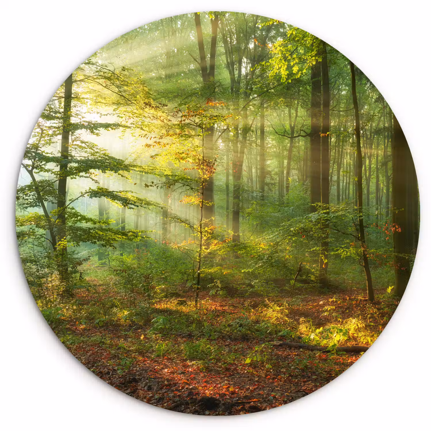 Zon - Bos - Bomen - Natuur - Herfst Wandcirkel kunststof plaat 5mm dik klein -3d