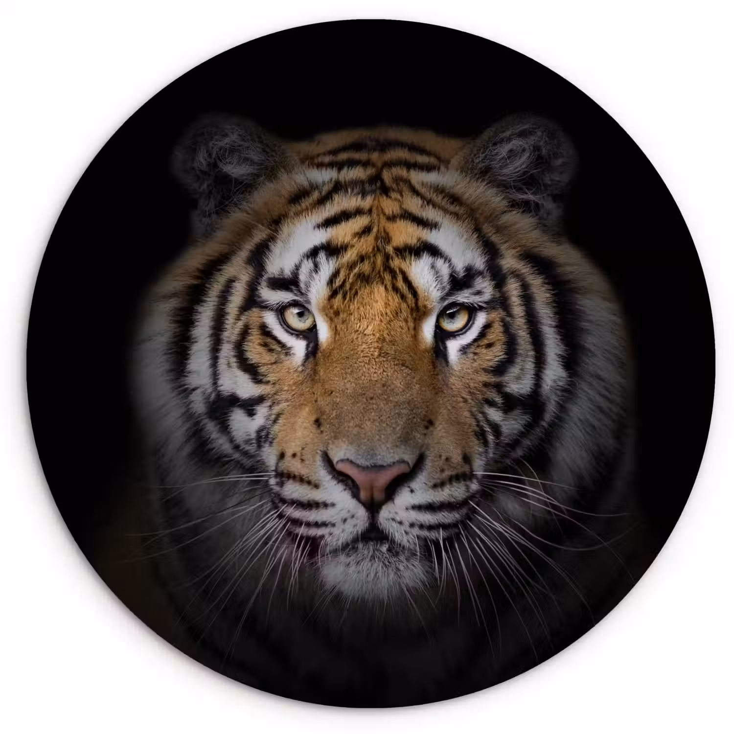 Tijger - Wilde dieren - Portret - Zwart - Dieren Wandcirkel kunststof plaat 5mm dik klein -3d