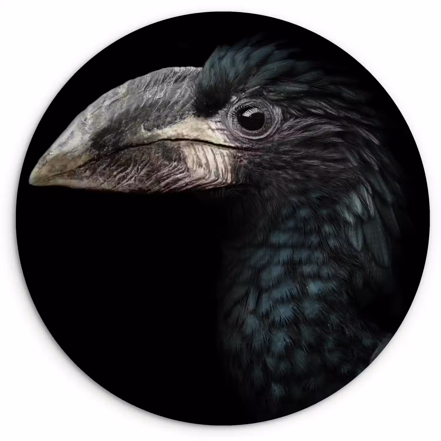 Vogel - Portret - Neushoornvogel - Zwart - Dieren Wandcirkel kunststof plaat 5mm dik klein -3d