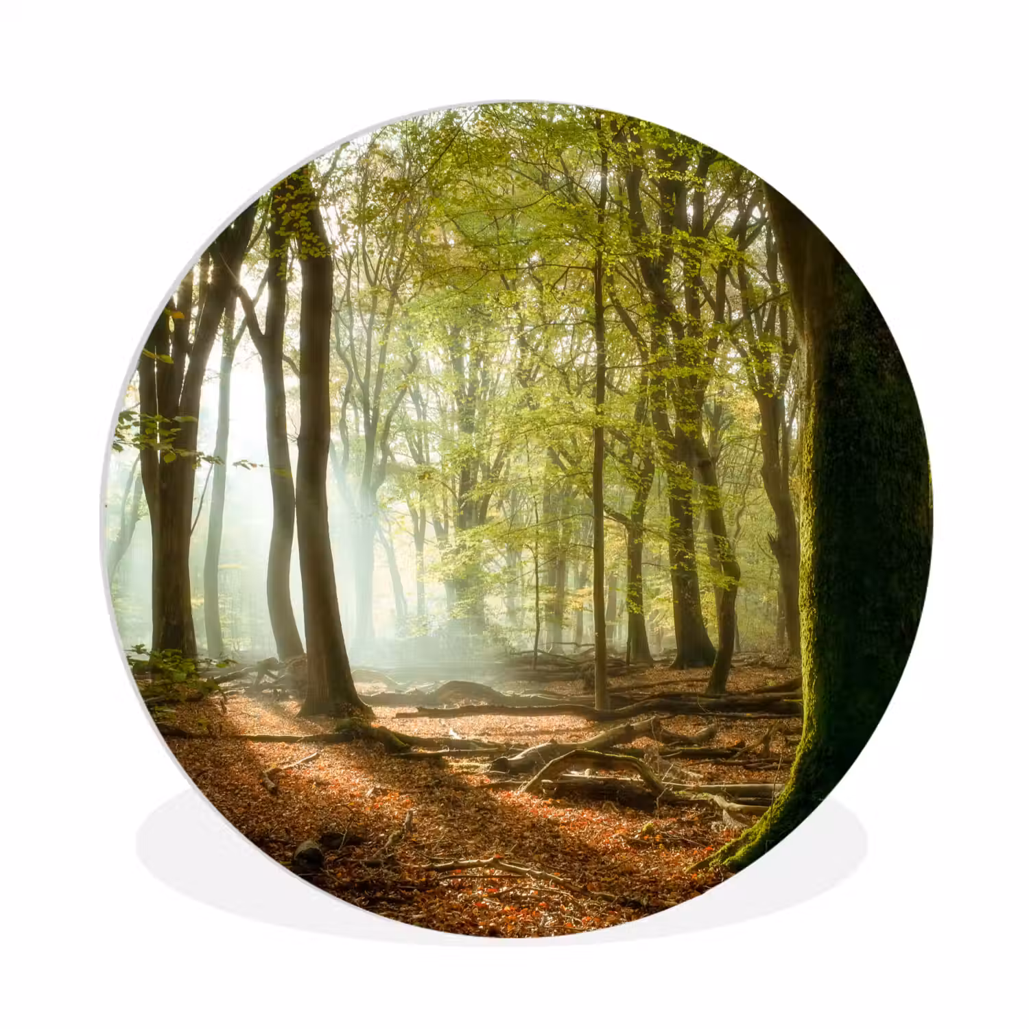 Bos - Zon - Seizoenen - Landschap Wandcirkel kunststof plaat 5mm dik klein -3d