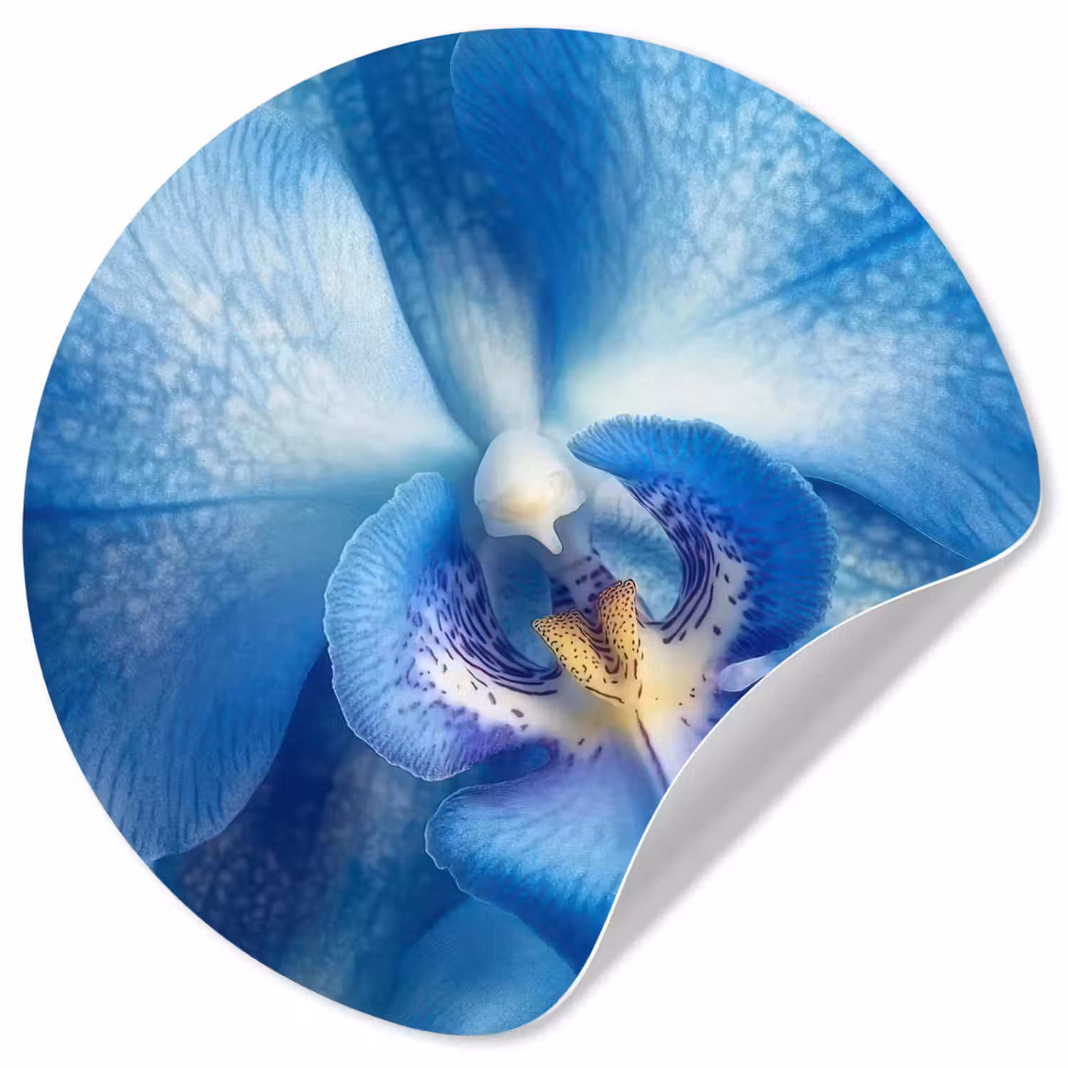 Blauw - Orchidee - Elegeant Wandcirkel behangsticker klein -3d