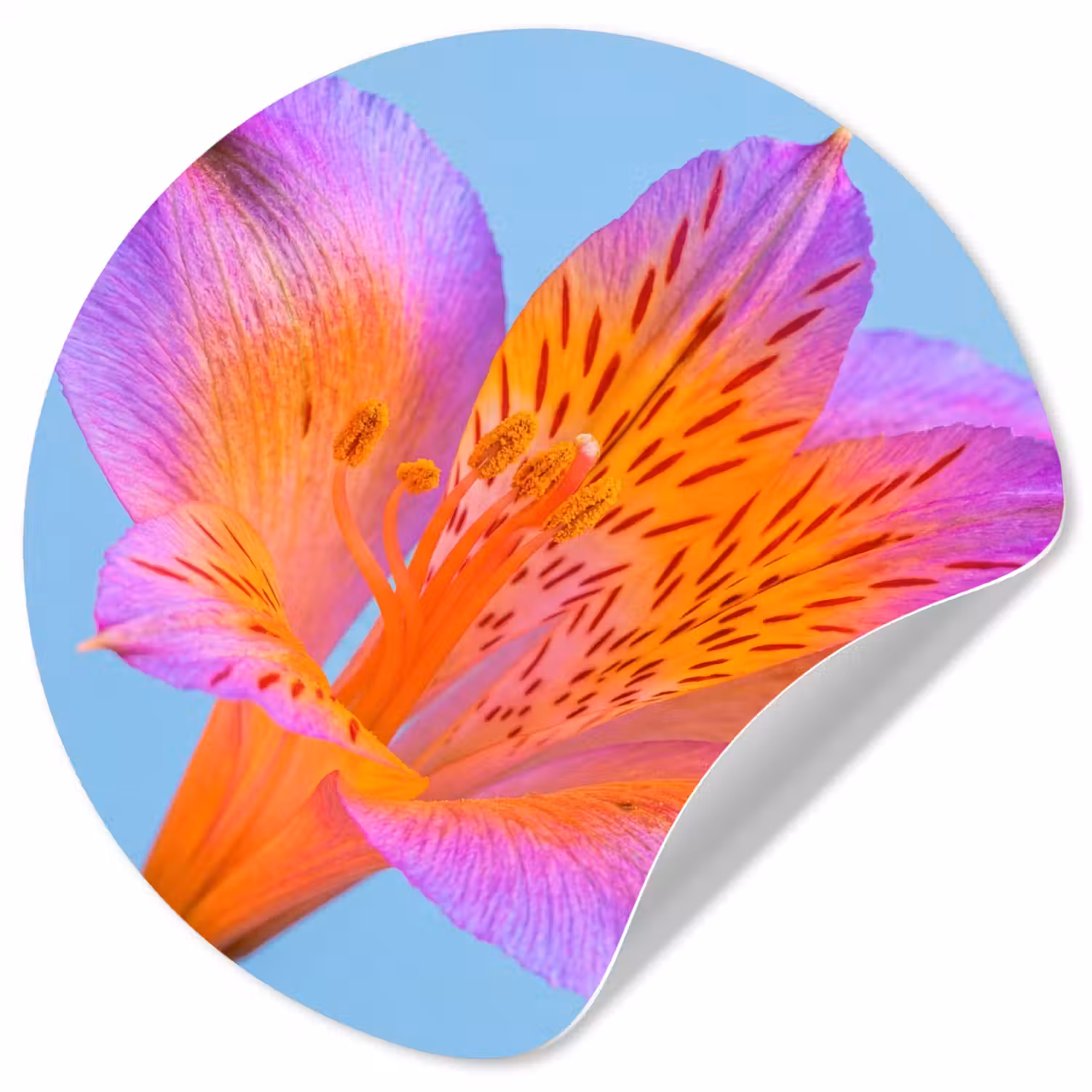 Bloem - Detail - Kleurrijk Wandcirkel behangsticker klein -3d