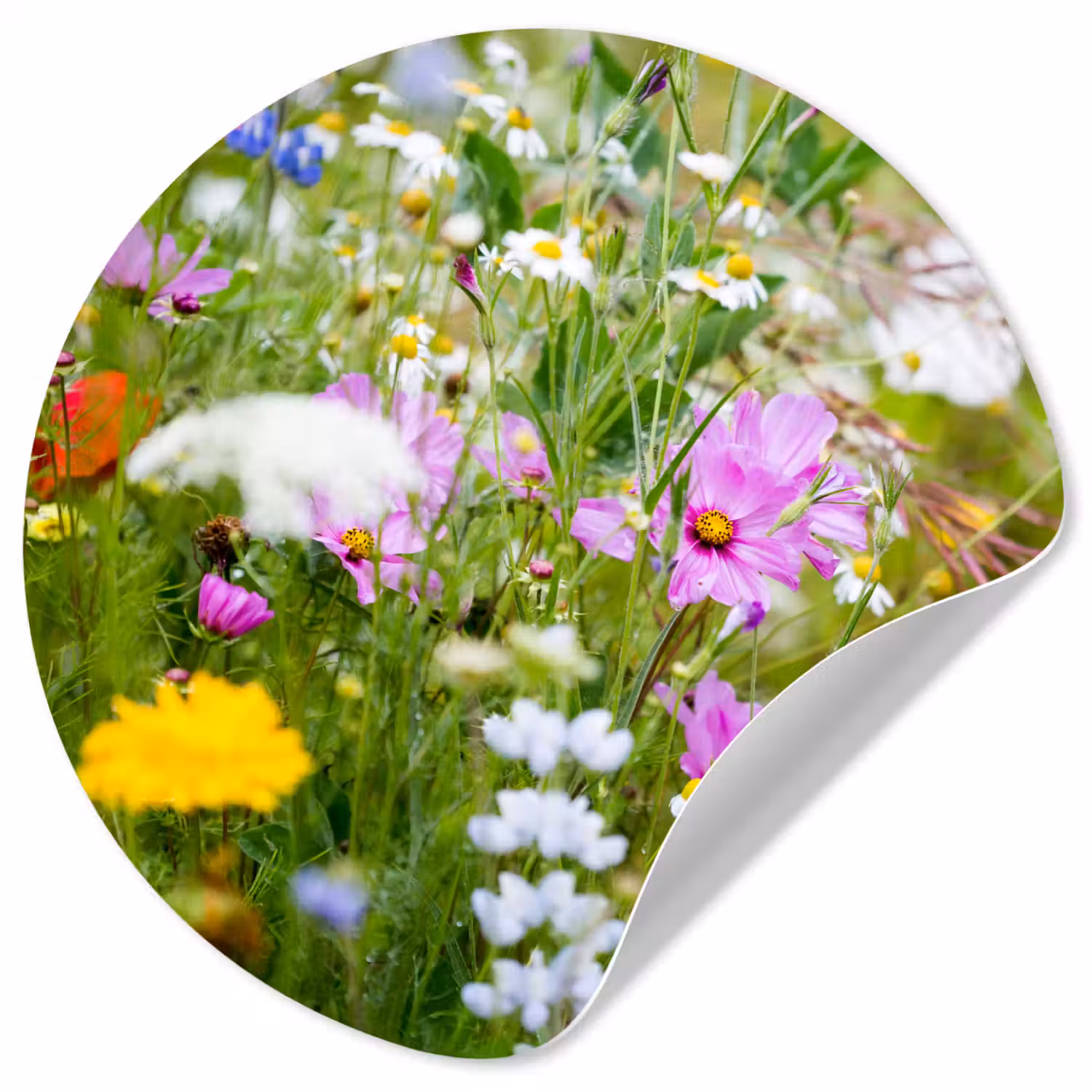 Bloemen - Natuur - Groen - Gras - Paars - Wit Wandcirkel behangsticker klein -3d