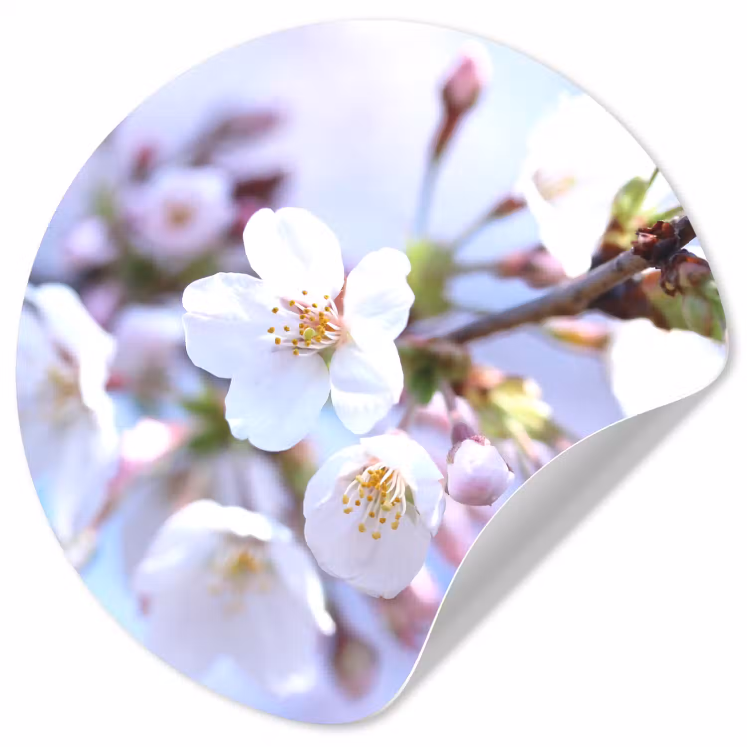 Bloemen - Sakura - Tak - Bloesem takken Wandcirkel behangsticker klein -3d