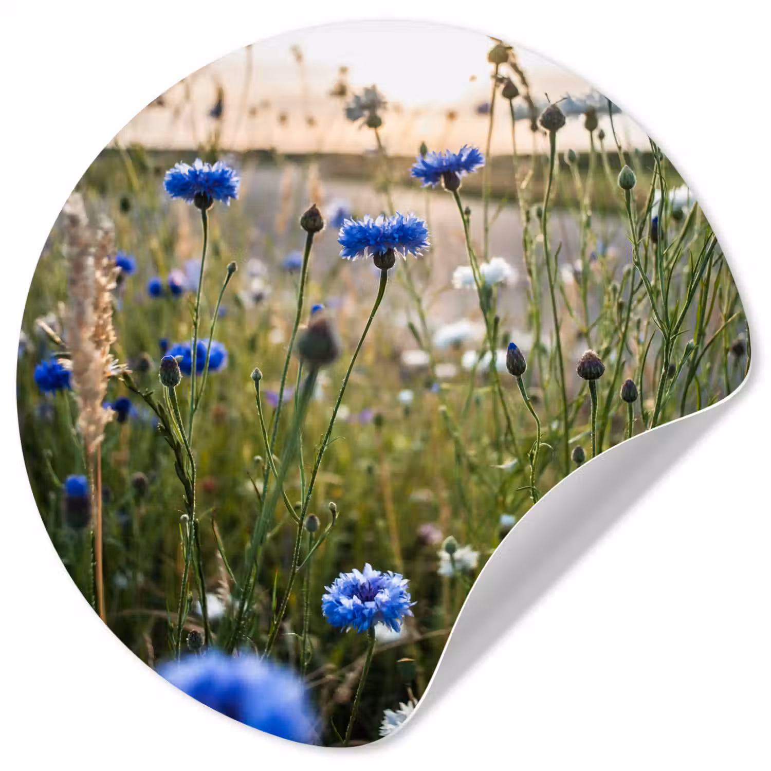 Bloemen - Zomer - Korenbloem - Blauw - Zon - Wolken Wandcirkel behangsticker klein -3d