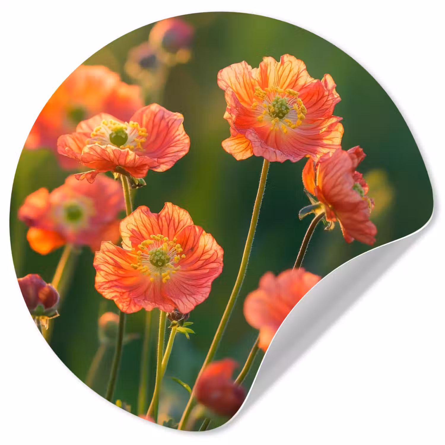 Bloemenveld - Zonnestralen - Oranje Wandcirkel behangsticker klein -3d