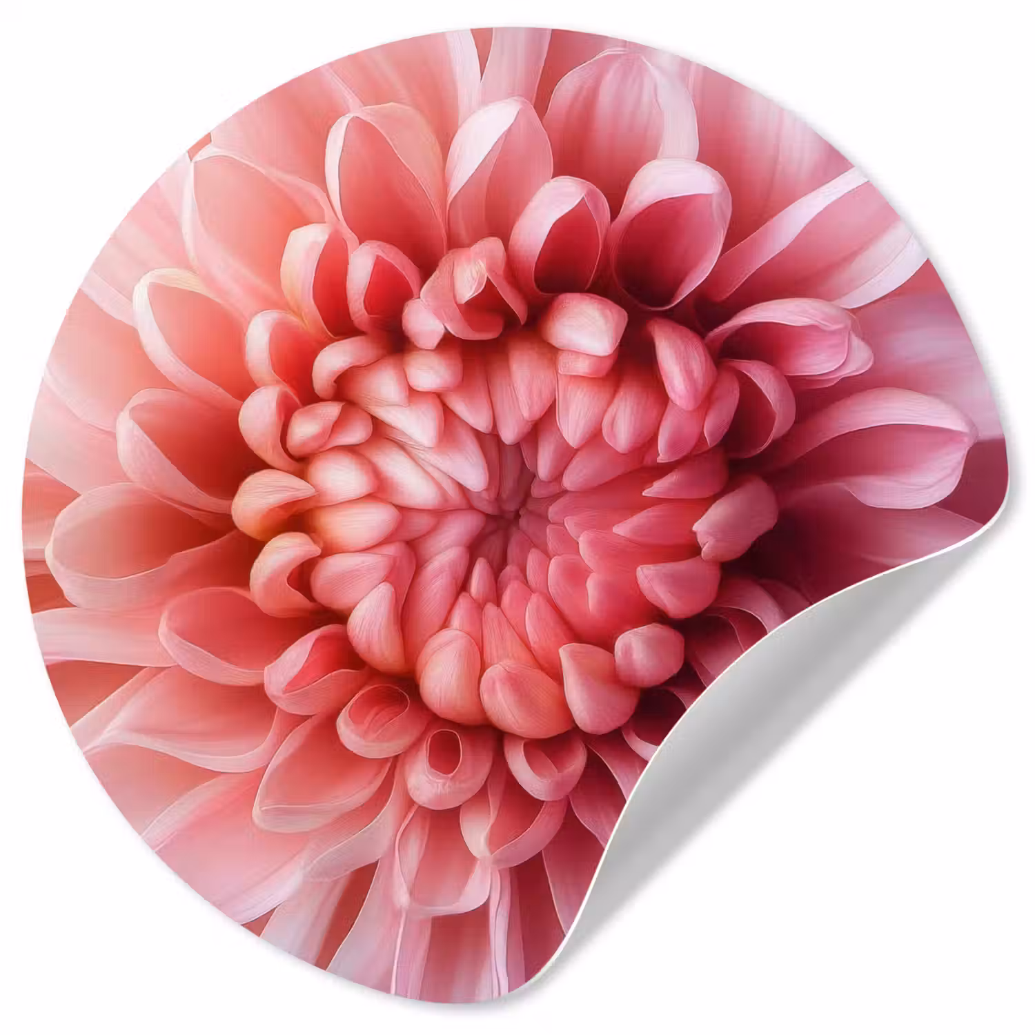 Dahlia - Bloem - Close up - Roze Wandcirkel behangsticker klein -3d