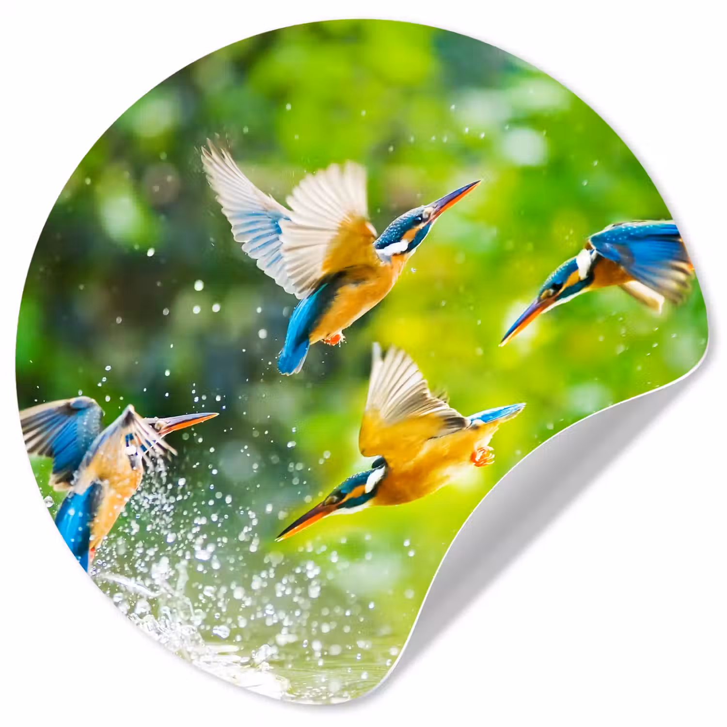 IJsvogels vliegen in het water Wandcirkel behangsticker klein -3d