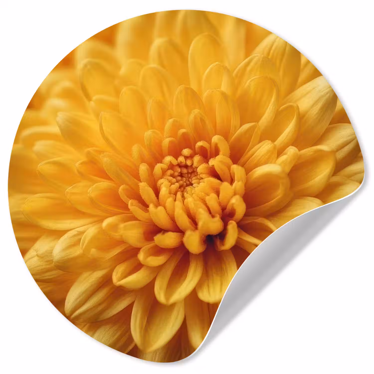 Geel - Chrysant - Zachtheid Wandcirkel behangsticker klein -3d