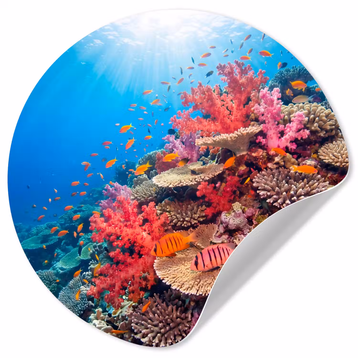 Koraalrif - Vissen - Onderwater - Tropisch - Rood Wandcirkel behangsticker klein -3d