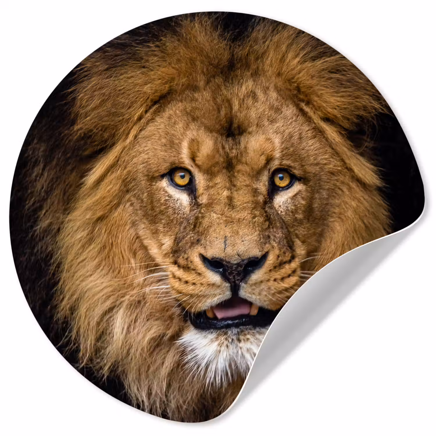 Leeuw - Portret - Zwart - Dieren Wandcirkel behangsticker klein -3d
