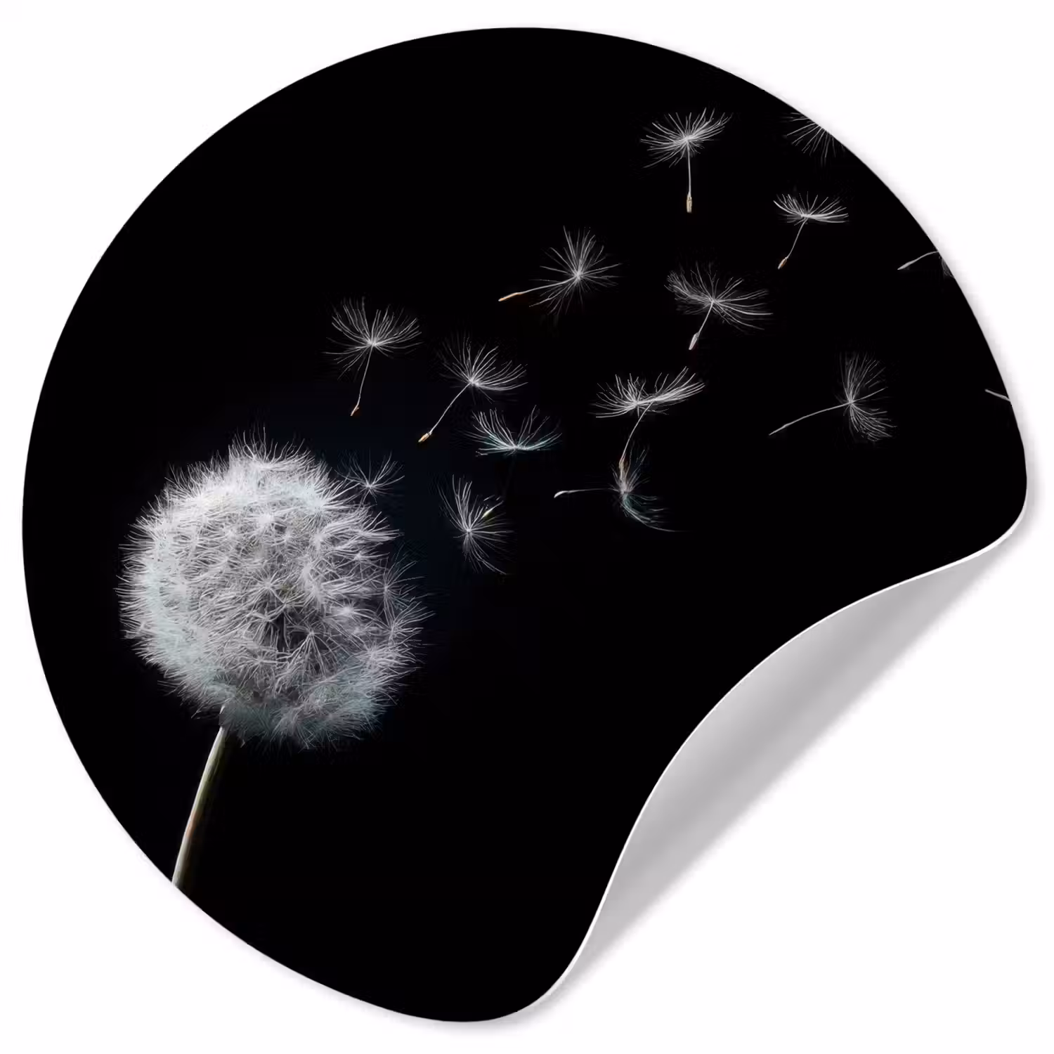 Paardenbloem - Zwart - Natuur Wandcirkel behangsticker klein -3d