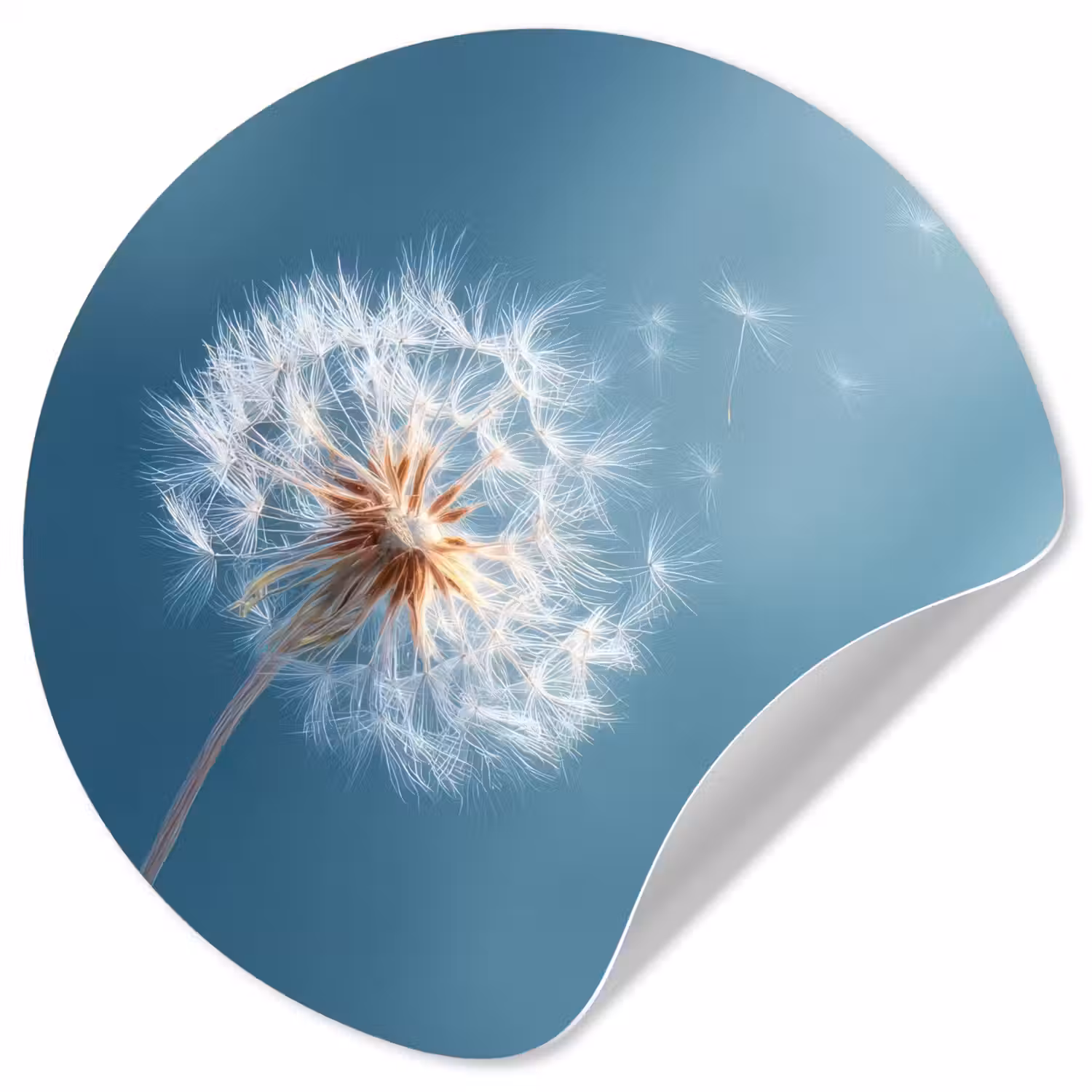 Paardenbloem - Wind - Blauw Wandcirkel behangsticker klein -3d